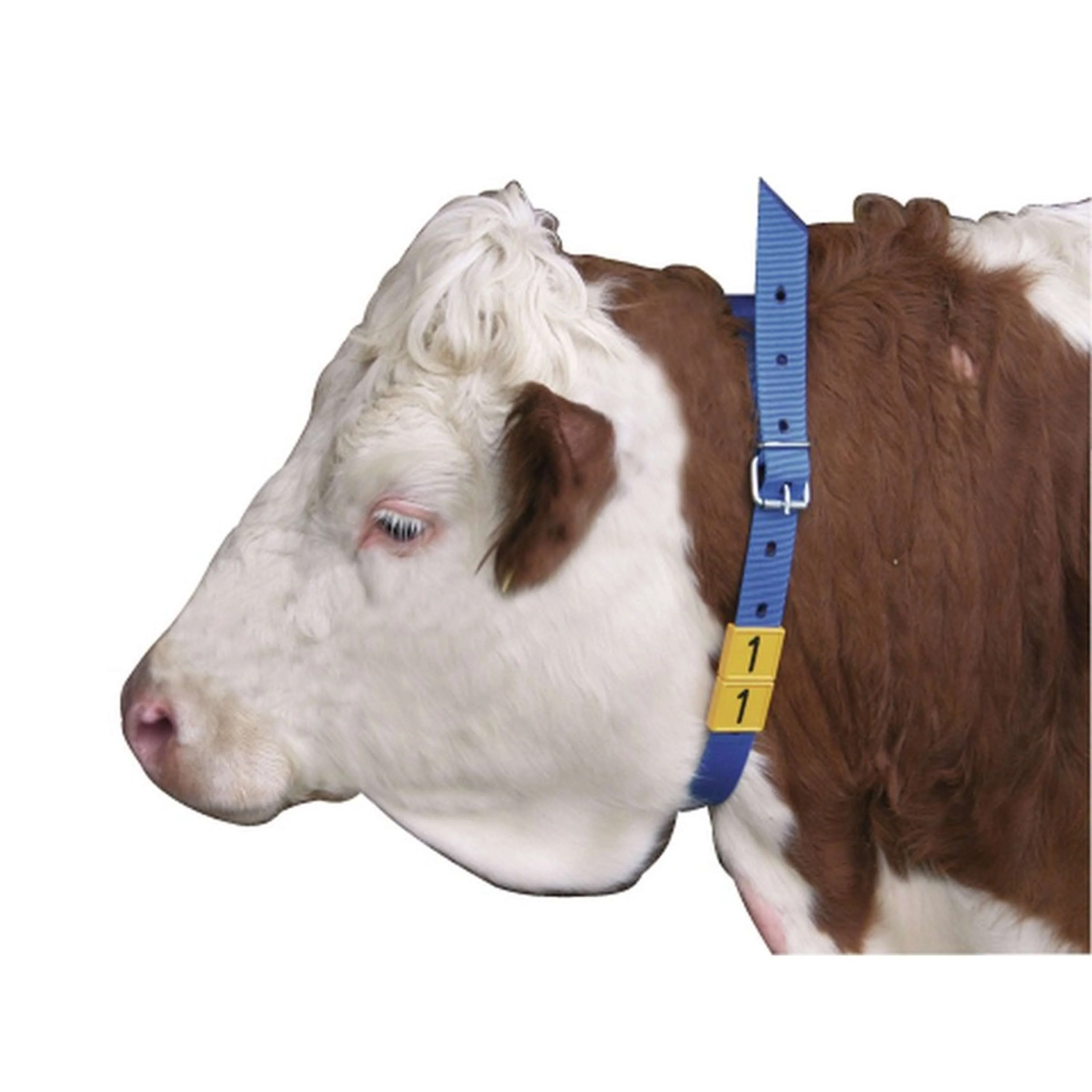 Kerbl Collier d'Identification Bleu - Image 3