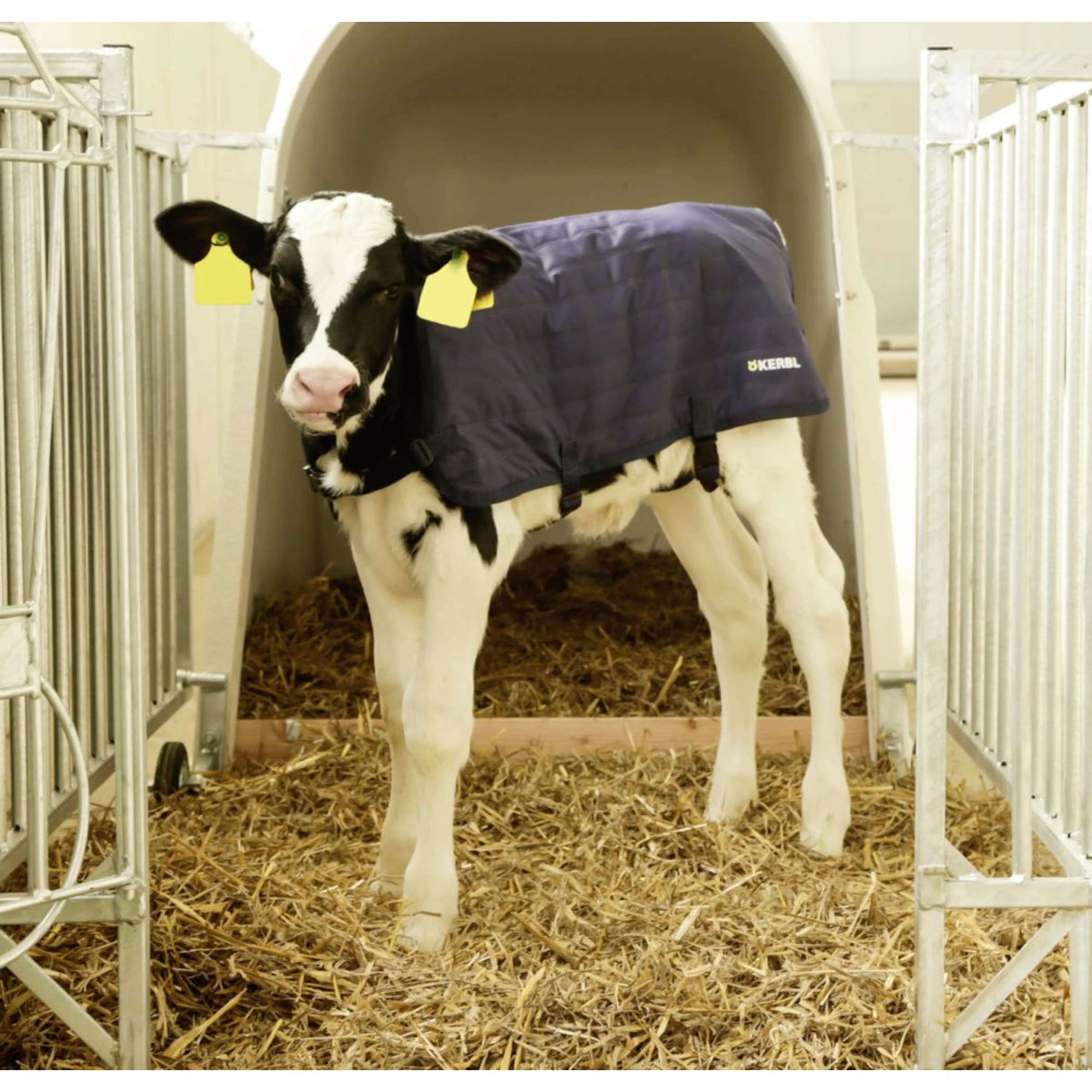 Kerbl Couverture EasyWear veaux versionlégère - Image 2