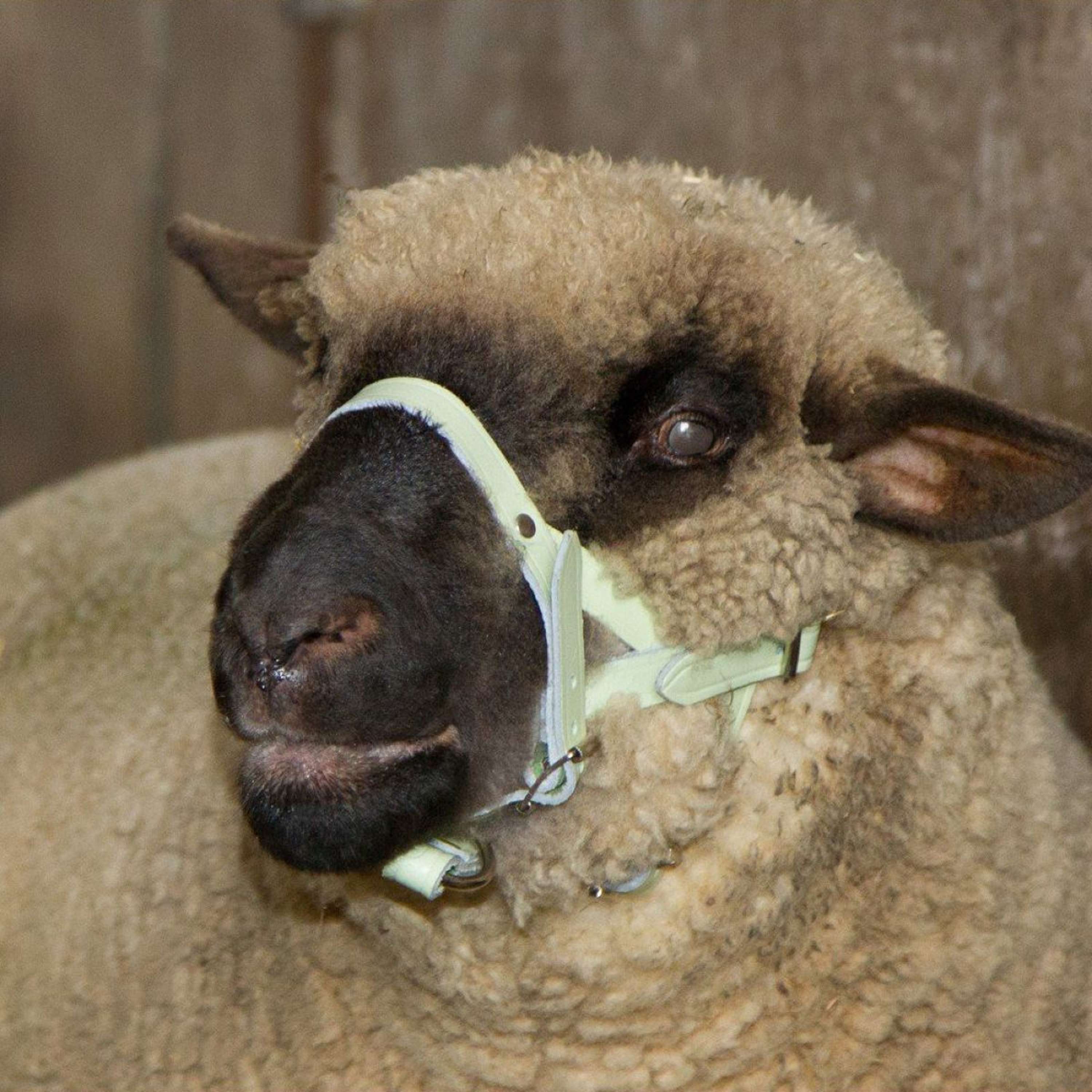 Kerbl Licol Cuir Mouton/Bouc - Image 2