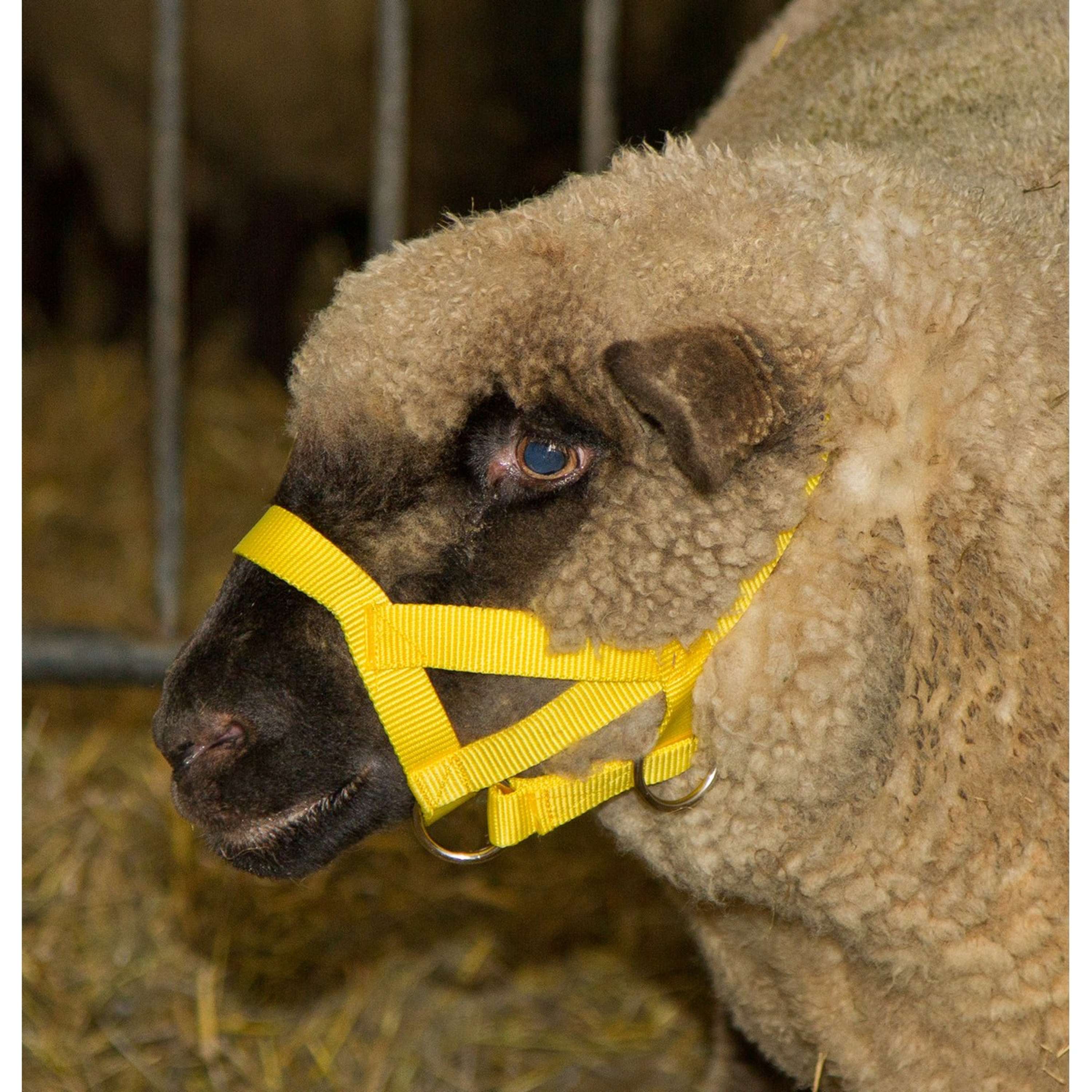 Kerbl Licol Nylon Mouton/Bouc Jaune - Image 2