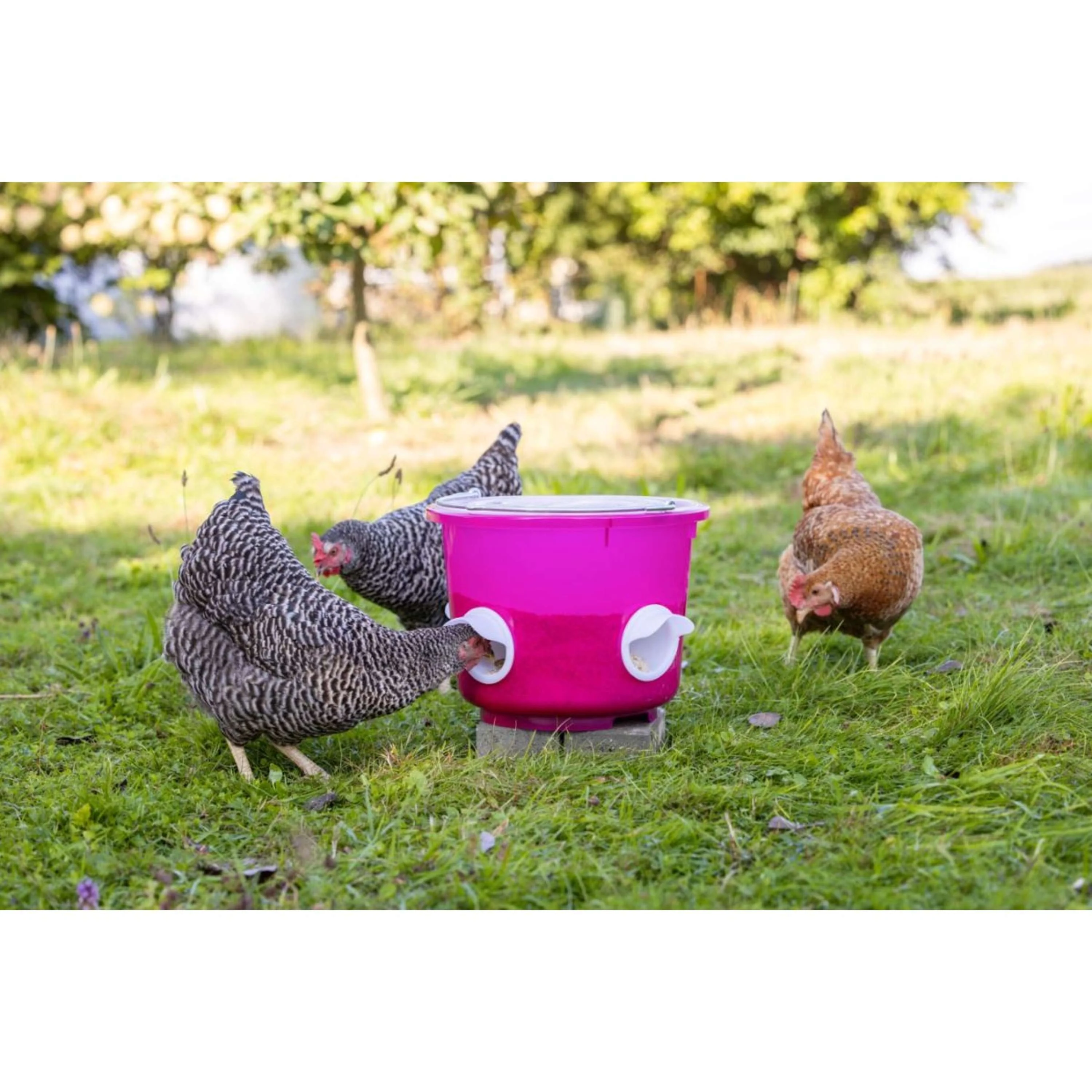Kerbl Seau à Nourriture Poulets Rose - Image 2