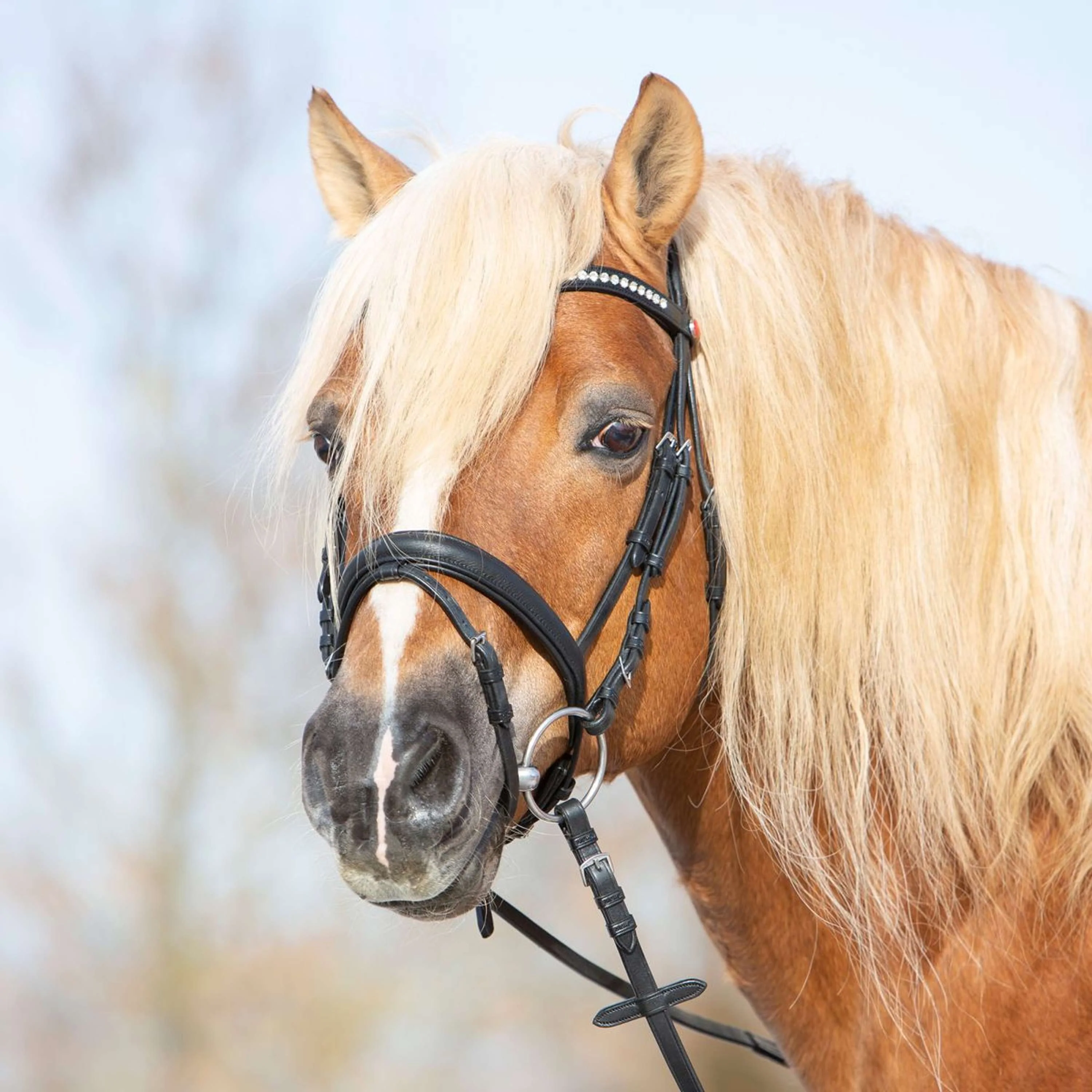 Kieffer Bride Ultrasoft Haflinger Noir/Blanches Pierres - Image 4
