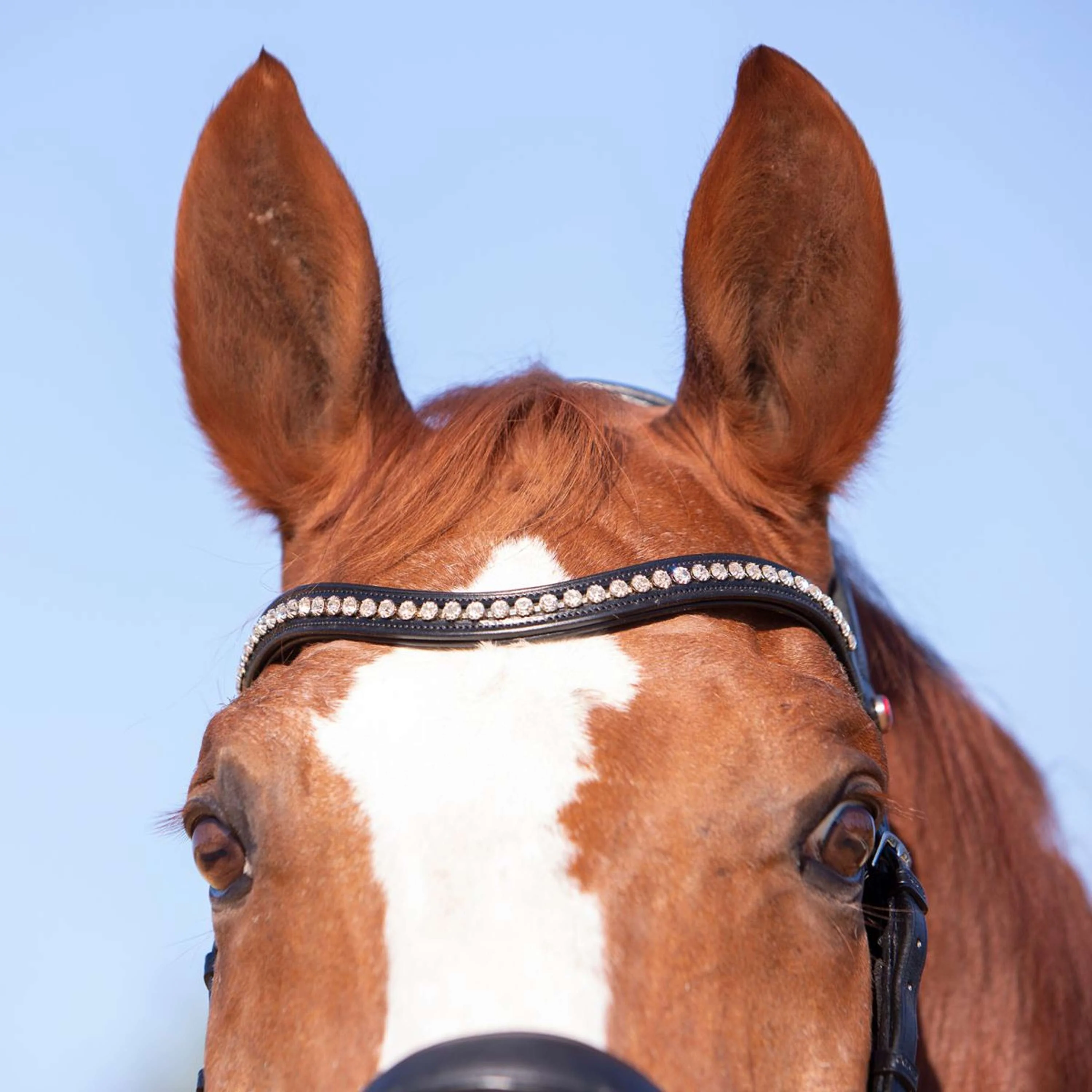 Kieffer Bridon Amy Ultrasoft Suédois avec Boucle et Noseband Noir - Image 8
