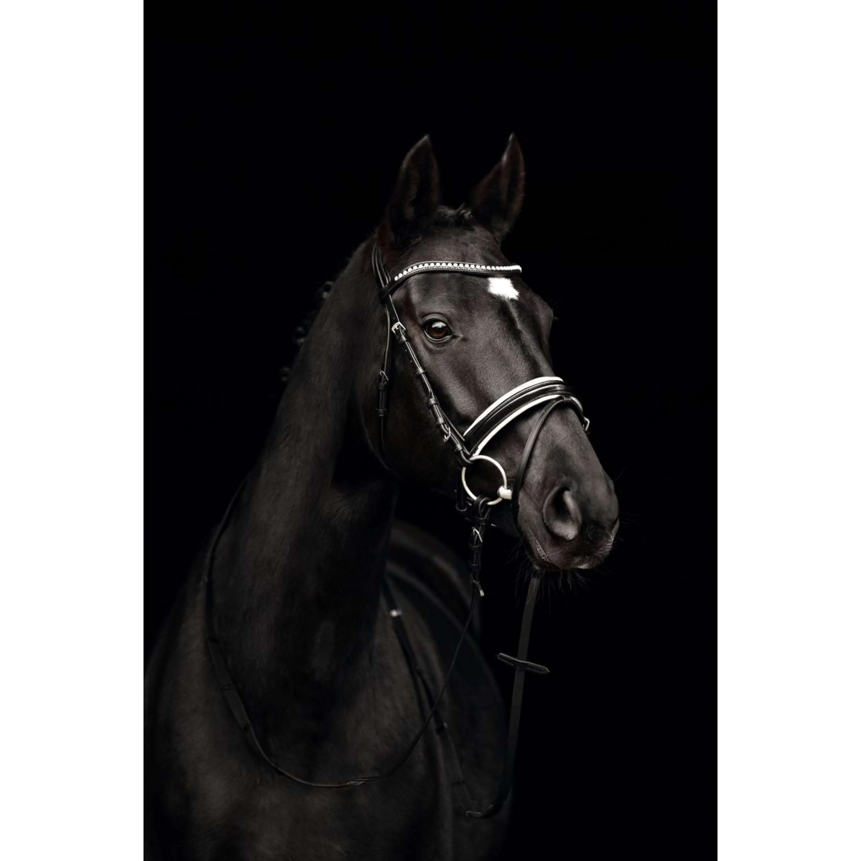 Kieffer Bridon Comfort Paris Anglais Muserolle avec Noseband, Noir Technique, Vernis, 35mm Noir/Blanc - Image 2