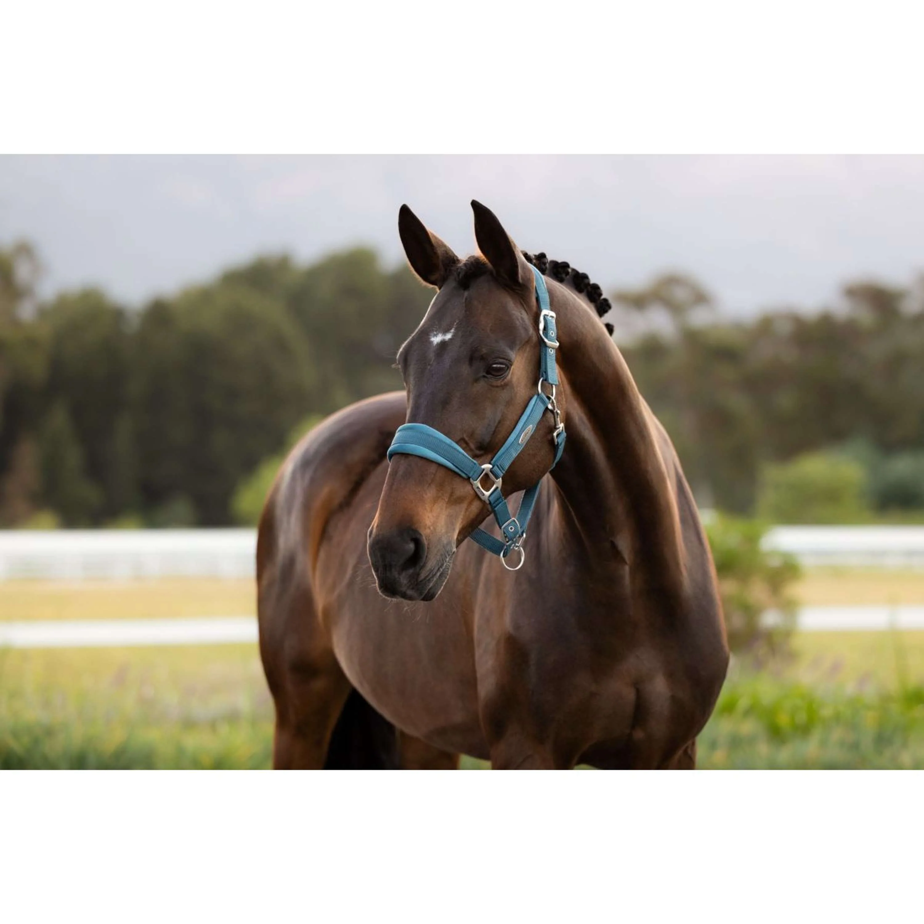 LeMieux Licol Versailles Jungle - Image 3