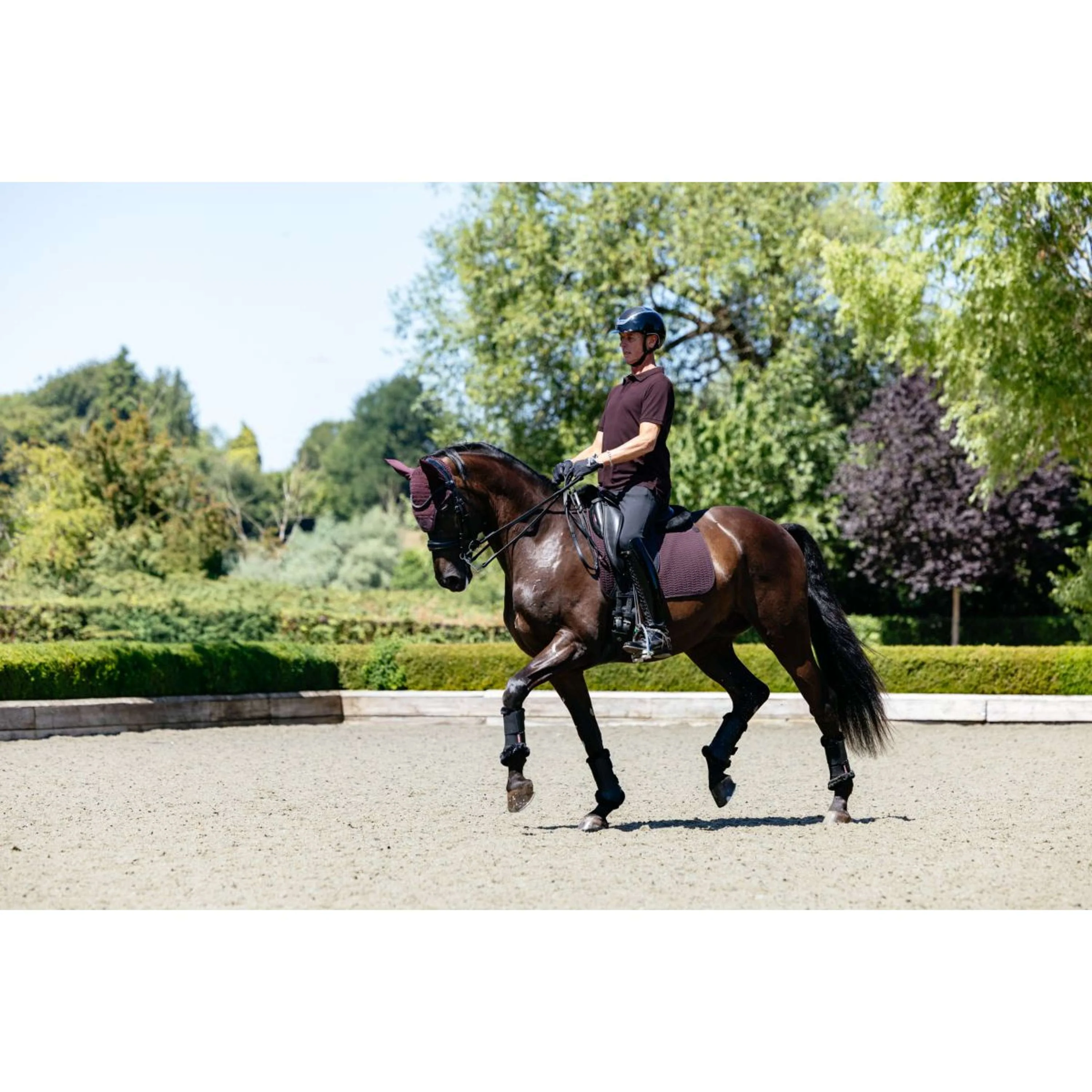 LeMieux Polo Classique Hommes Damson - Image 6