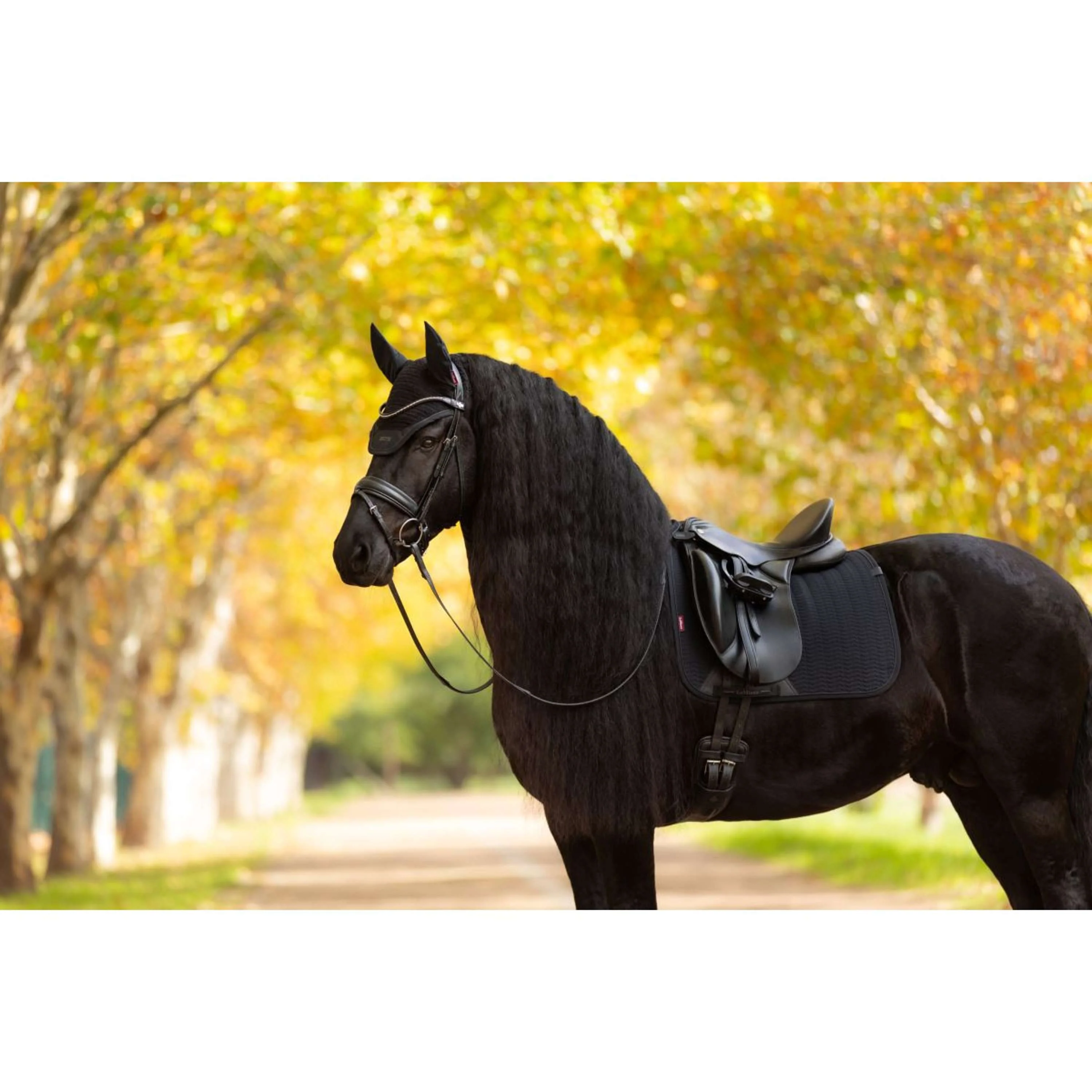 LeMieux Tapis de Selle Essence Dressage Noir - Image 14