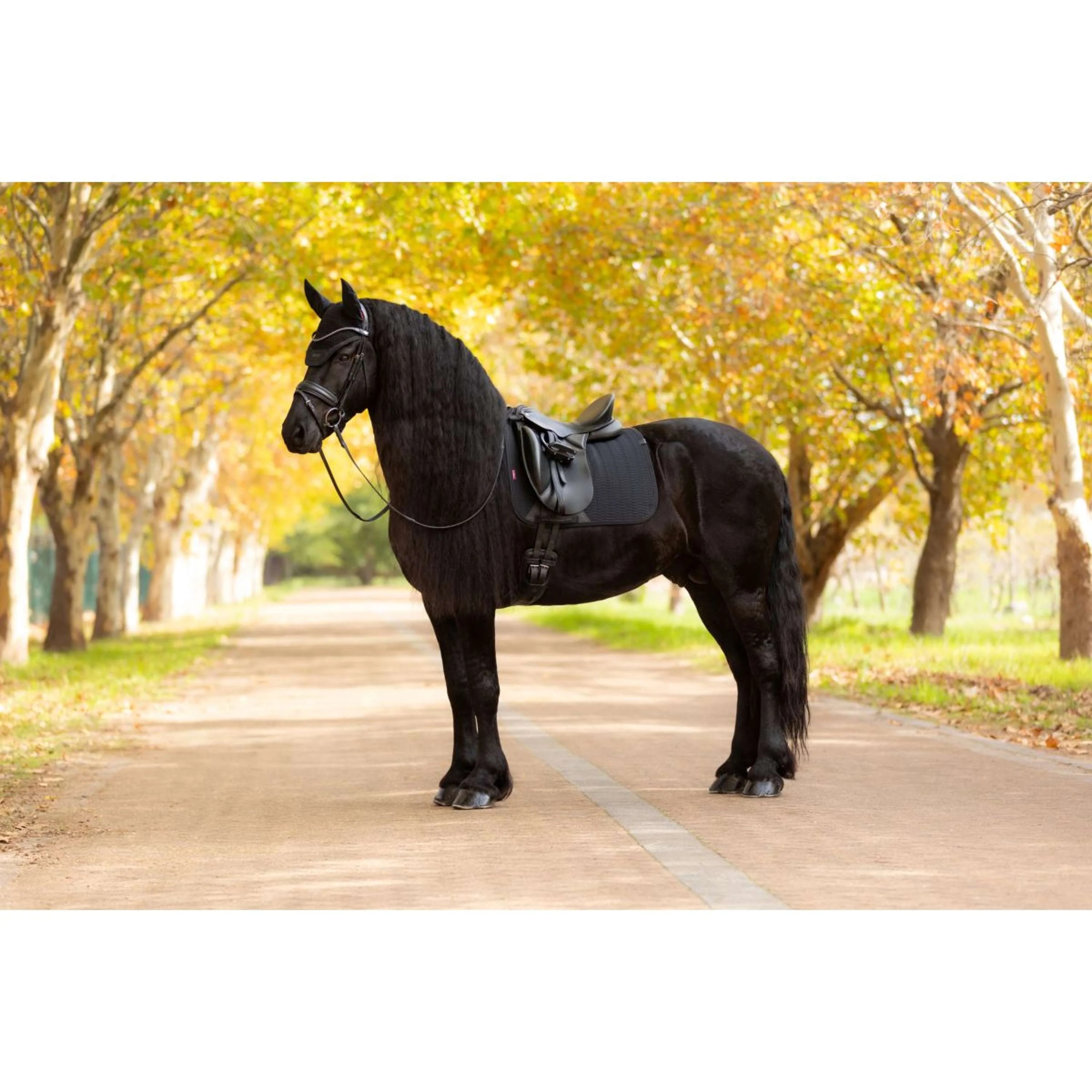 LeMieux Tapis de Selle Essence Dressage Noir - Image 15