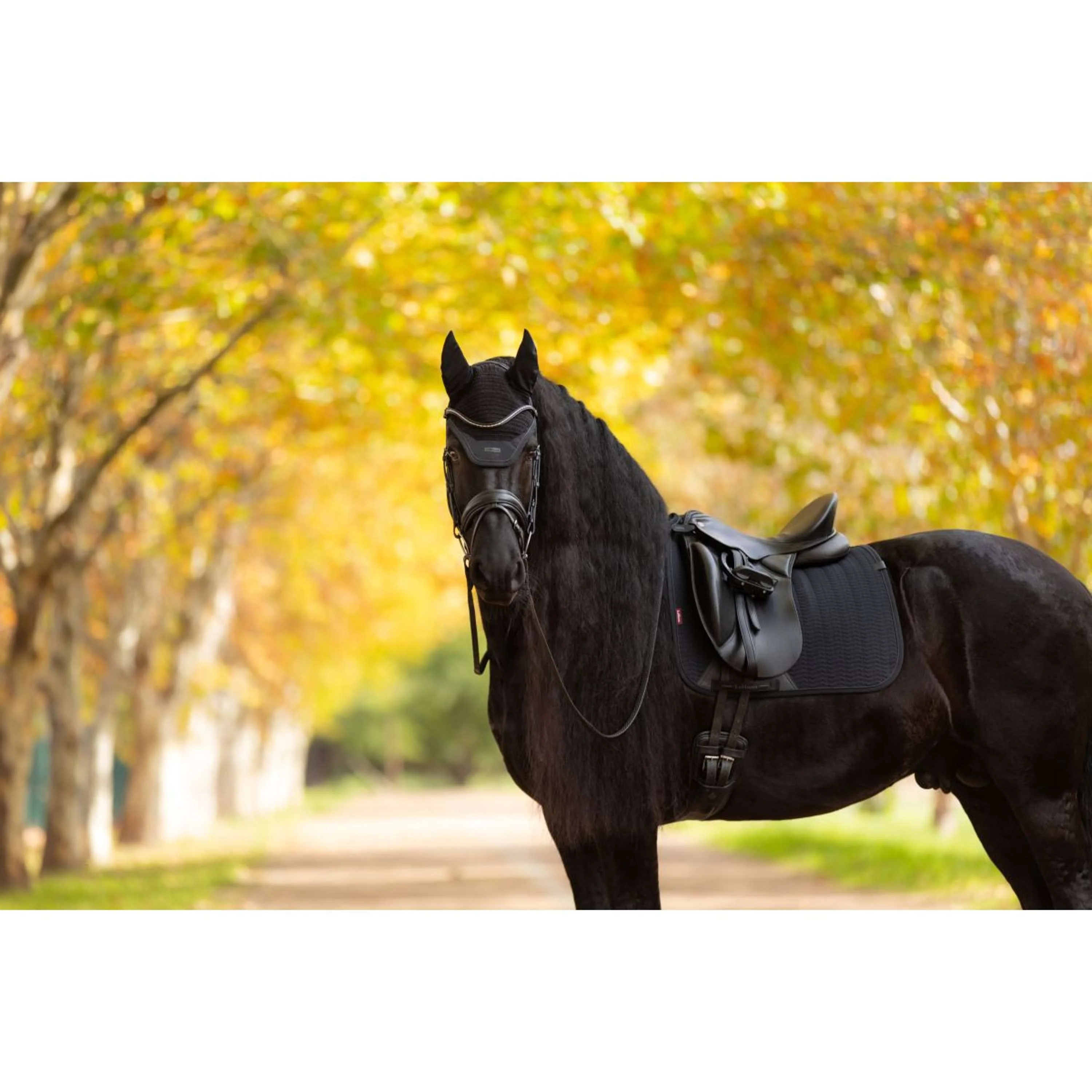 LeMieux Tapis de Selle Essence Dressage Noir - Image 16