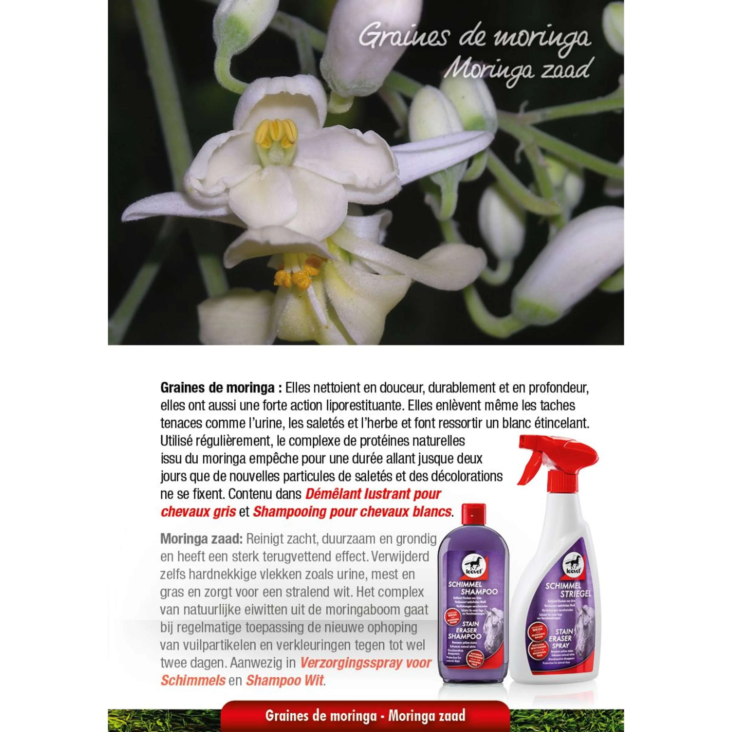 Leovet Spray Milton - Image 2