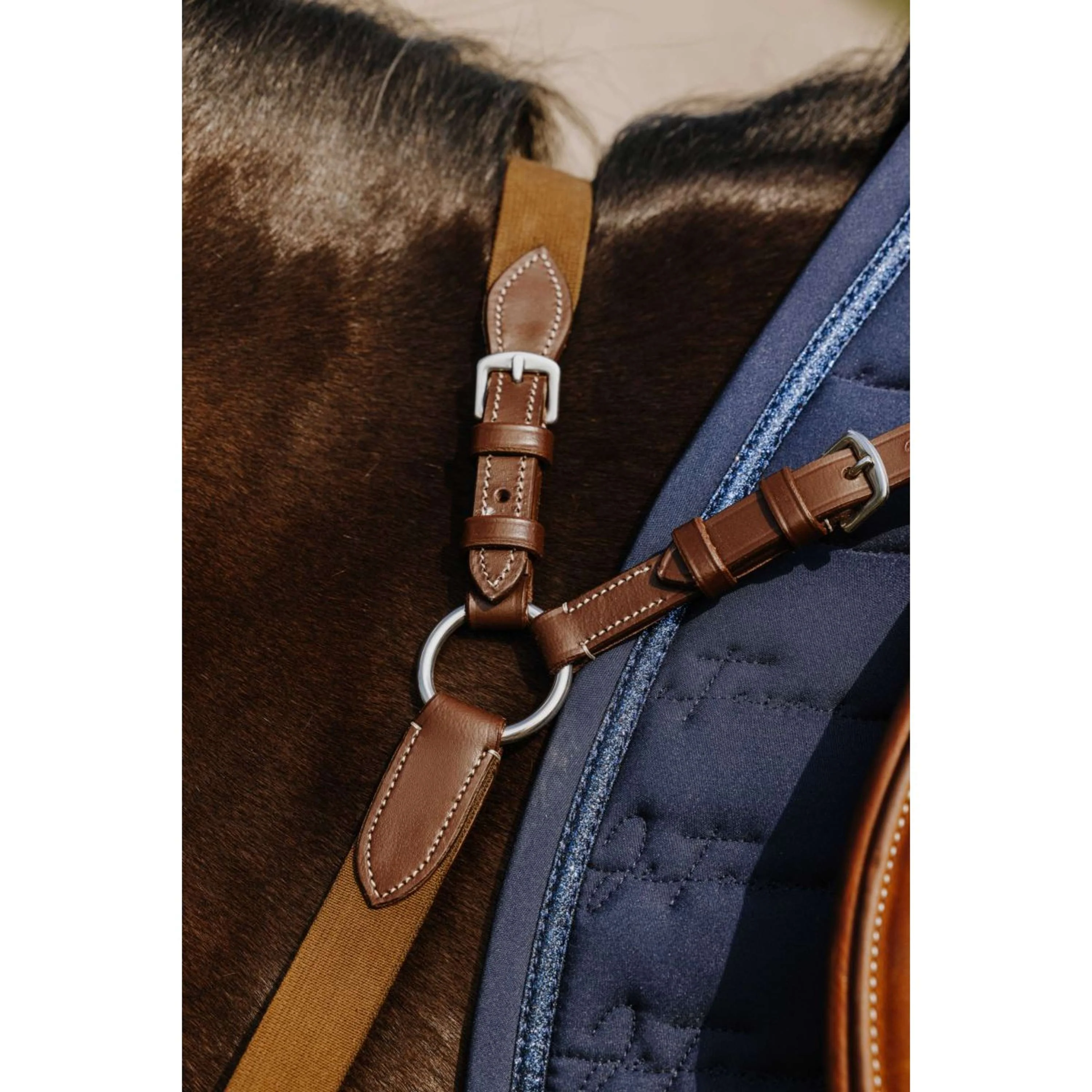 Norton Collier de Chasse 5 Points Havane - Image 3