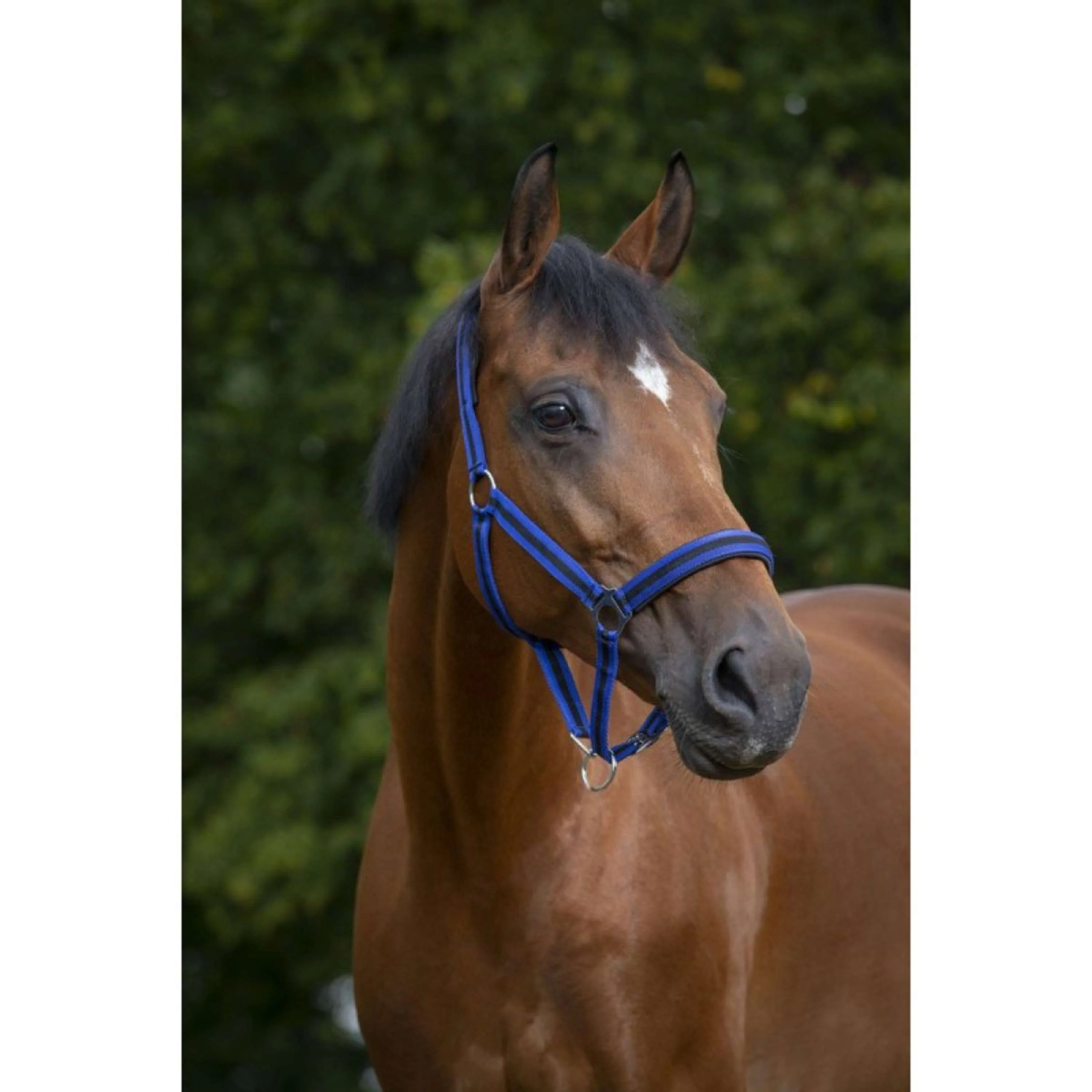 Norton Licol Doublé de Néoprène Bleu Royal/ Noir - Image 2