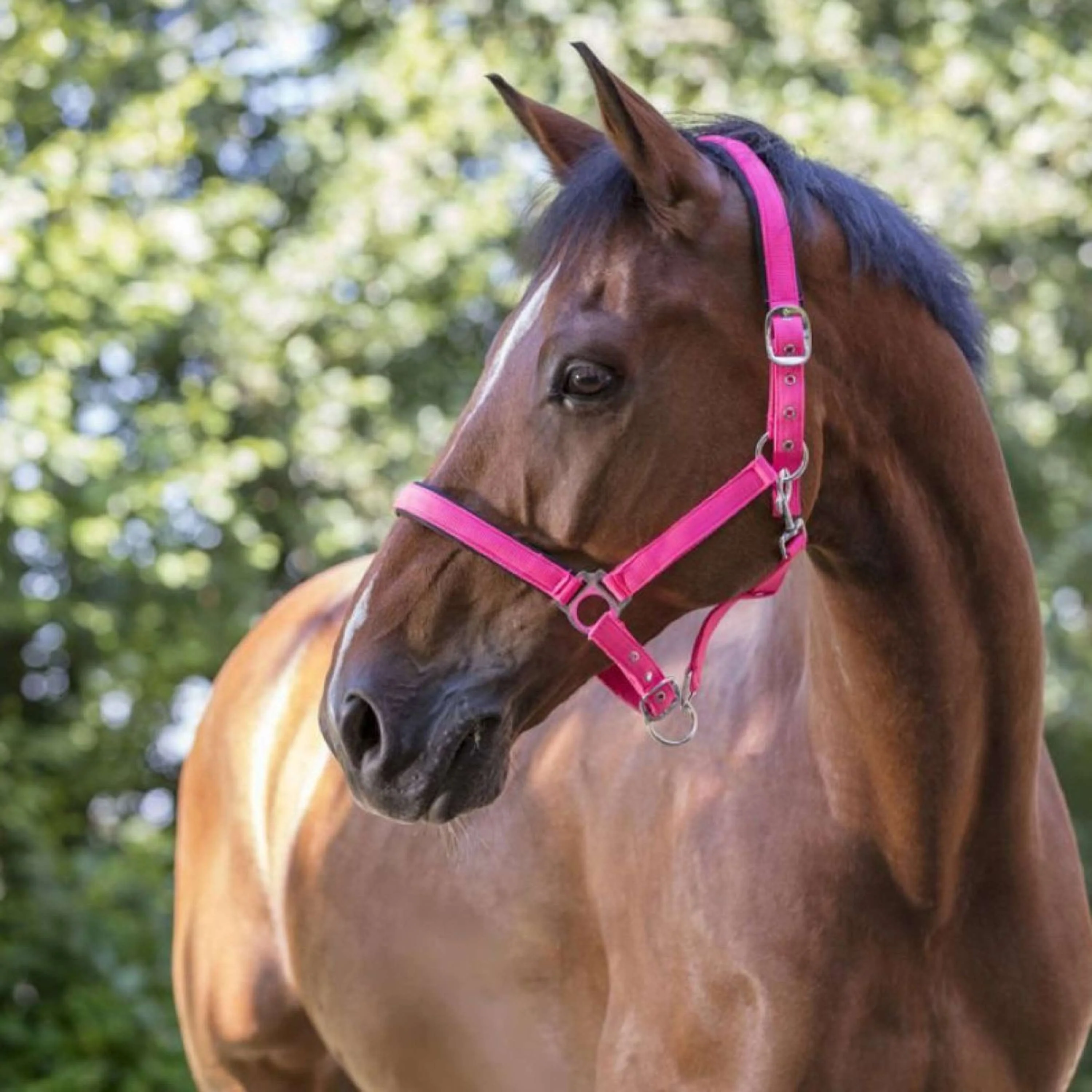 Norton Licol Fluo Rembourrage Rose - Image 2
