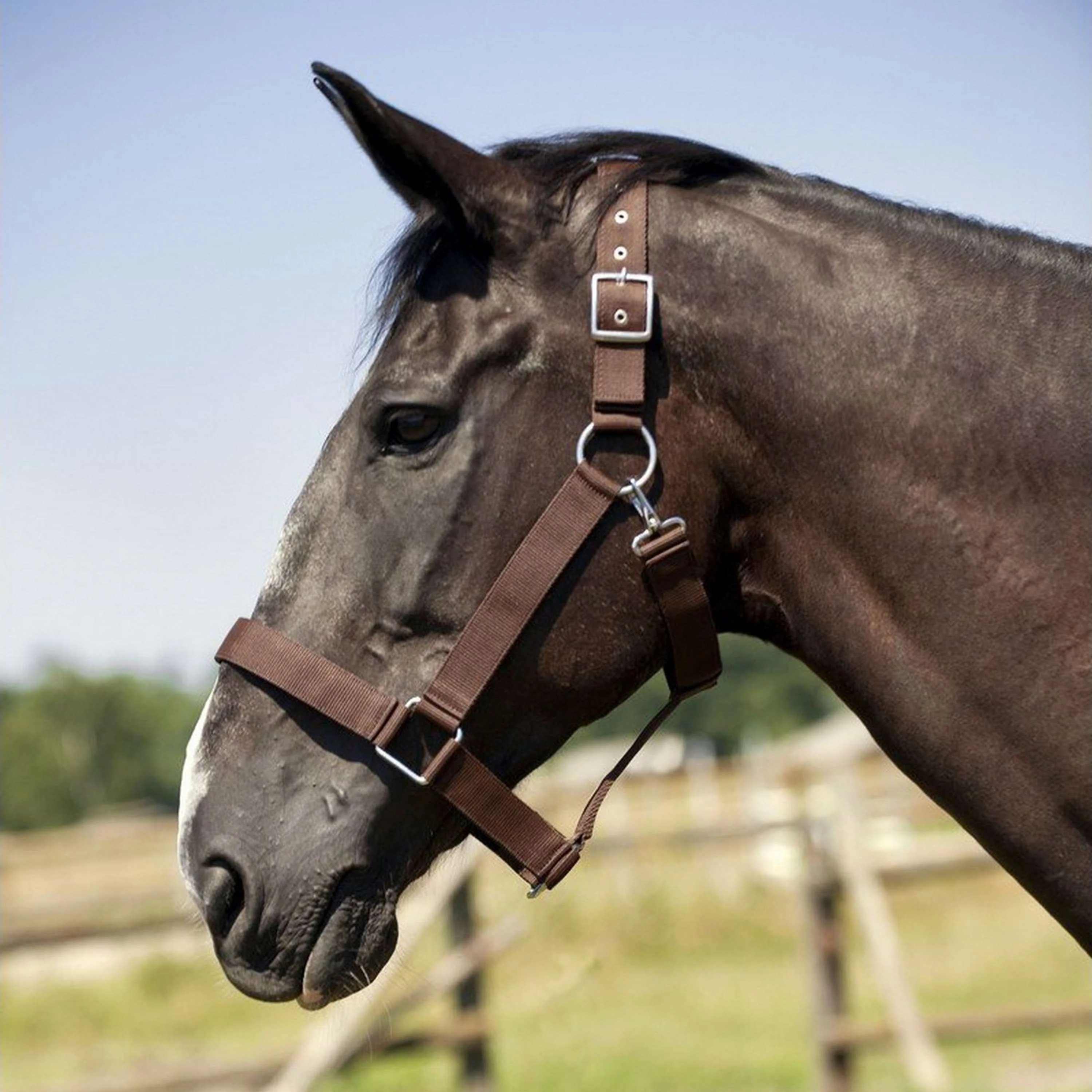 Norton Licol pour Cheval de Trait Marron - Image 2