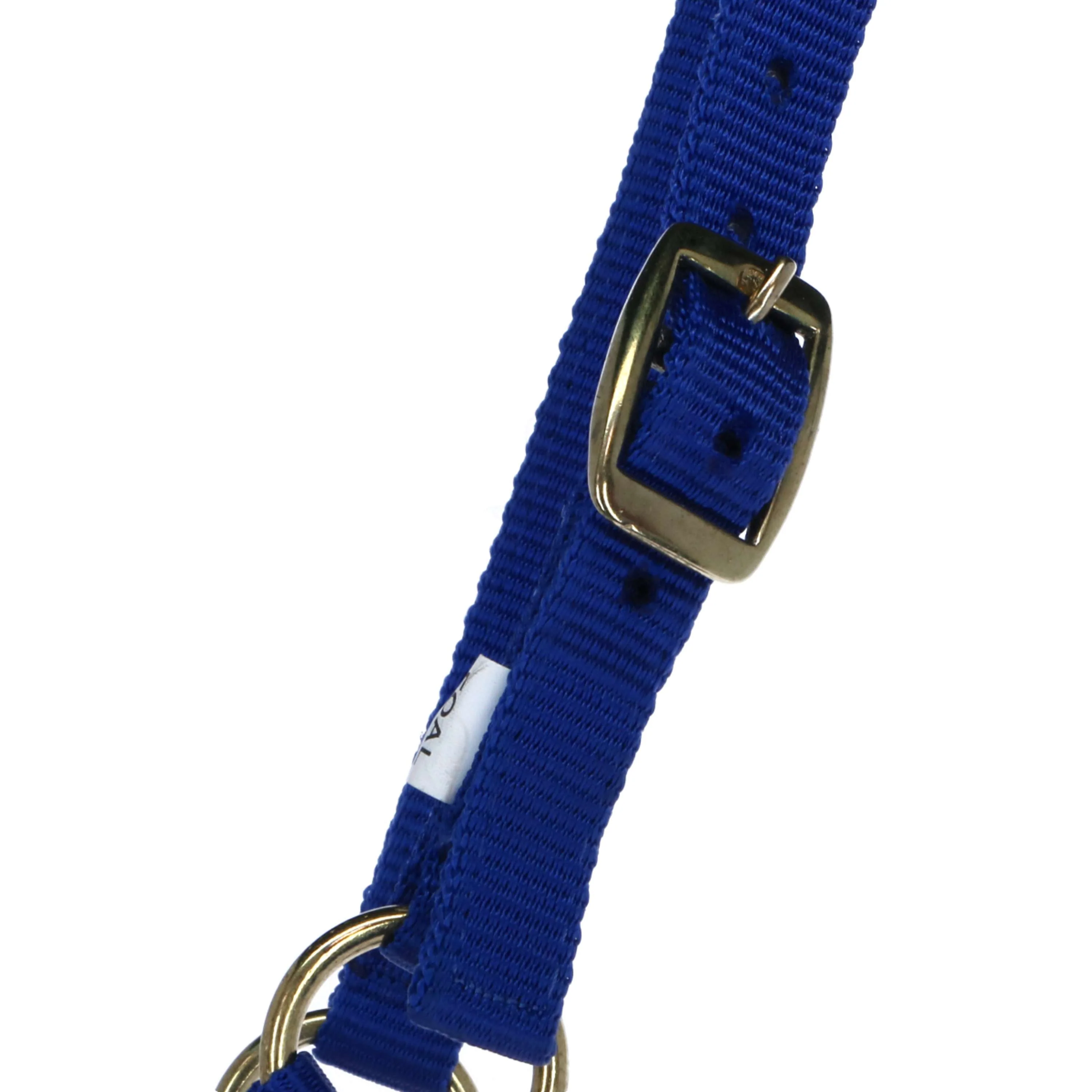 Norton Licol pour Poulain avec Ligne Bleu Royal - Image 2