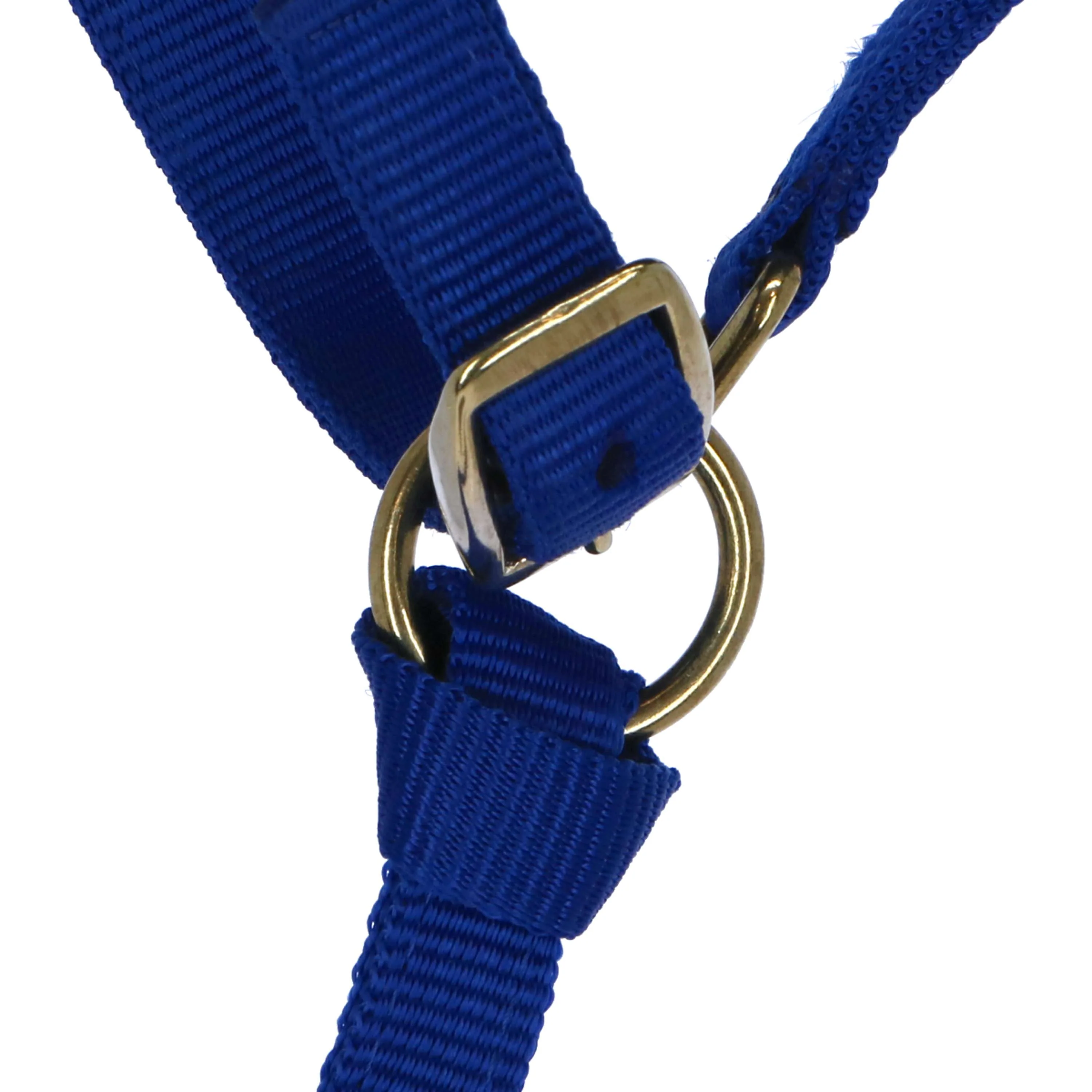 Norton Licol pour Poulain avec Ligne Bleu Royal - Image 3