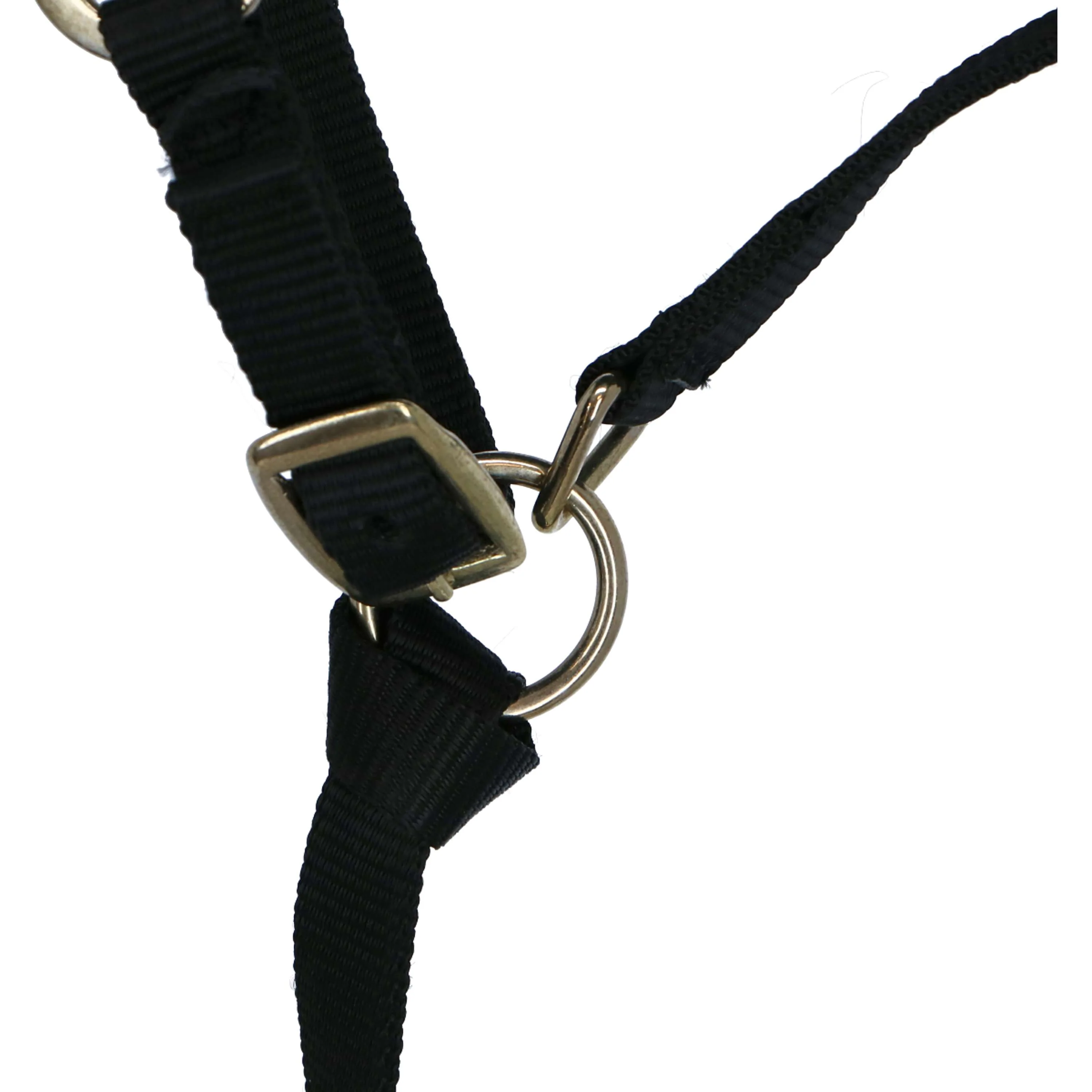 Norton Licol pour Poulain avec Ligne Noir - Image 3
