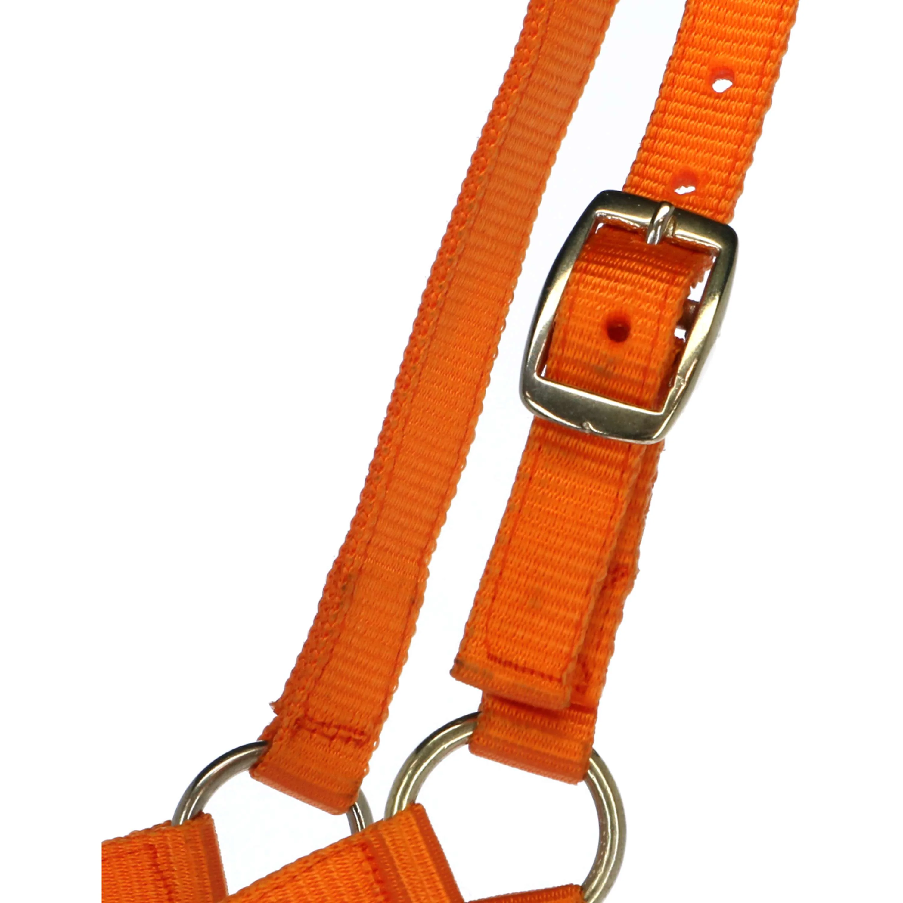 Norton Licol pour Poulain avec Ligne Orange - Image 2