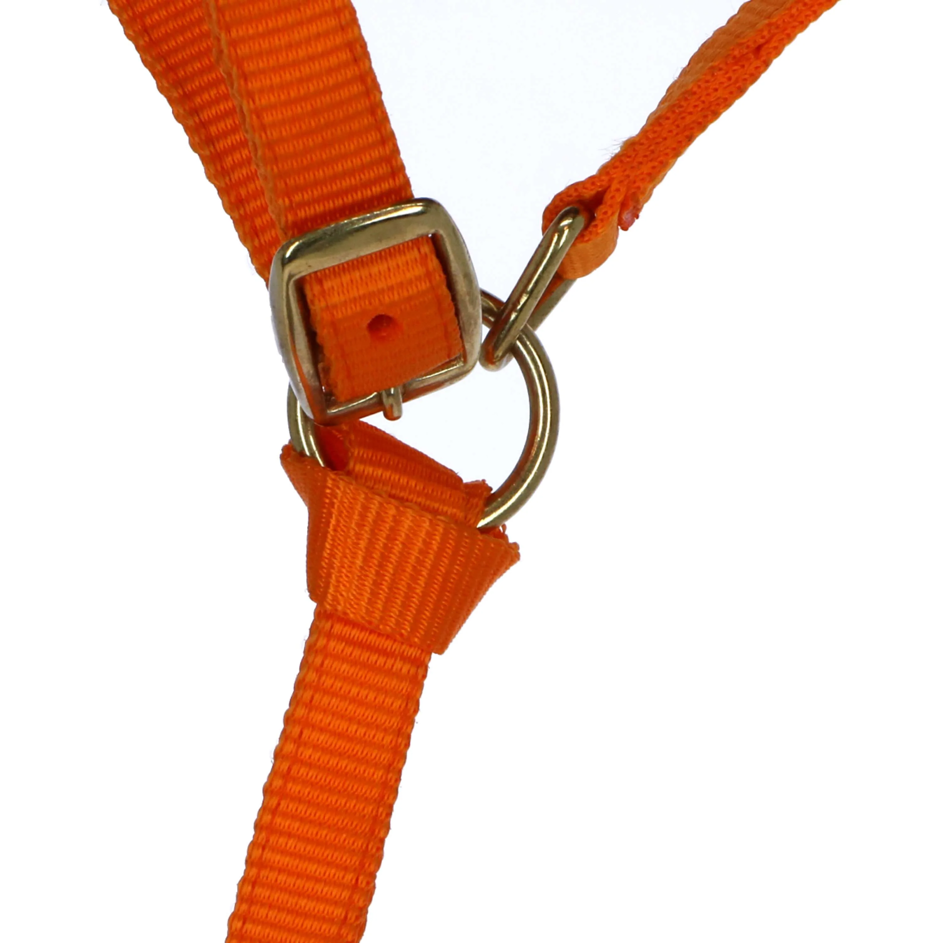 Norton Licol pour Poulain avec Ligne Orange - Image 3