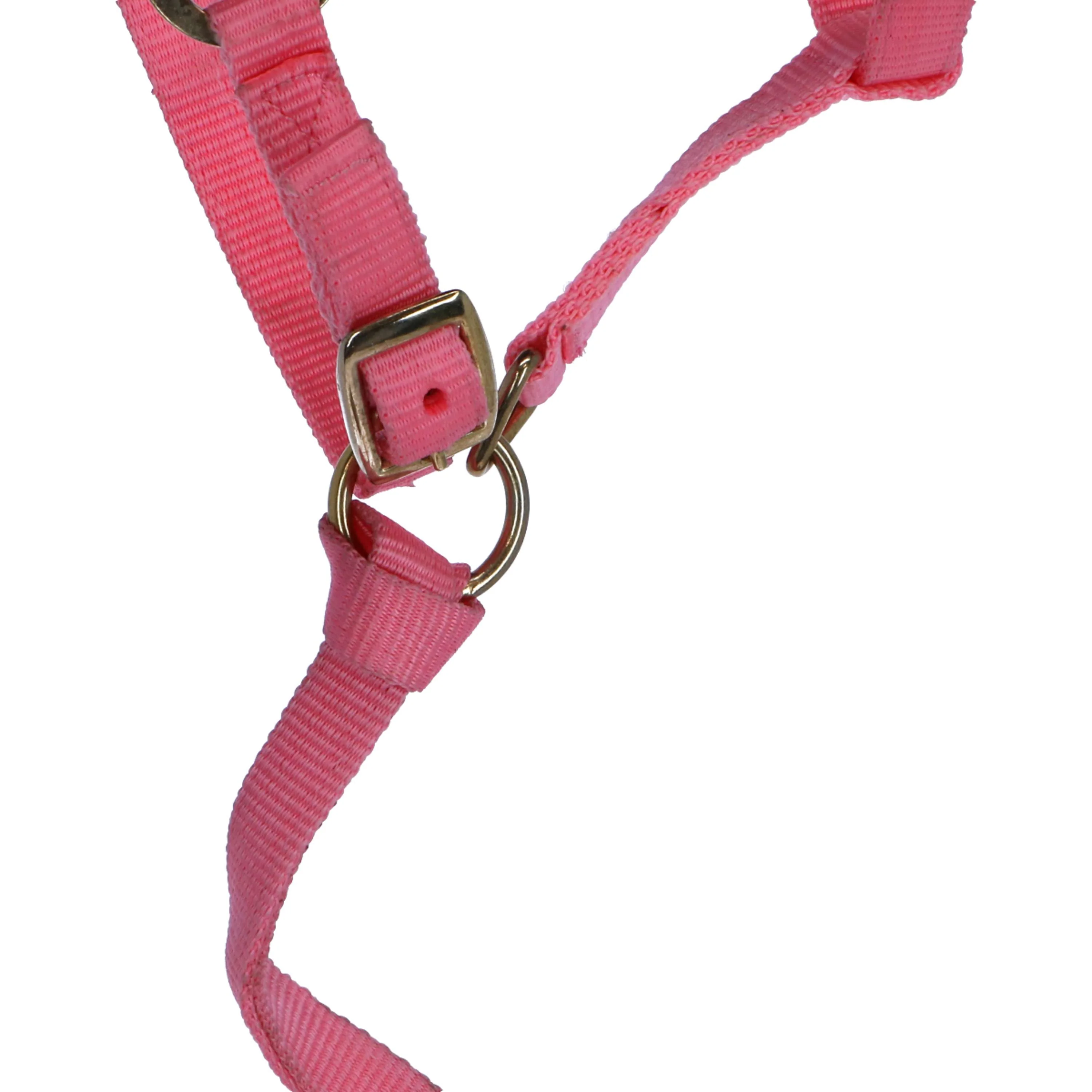 Norton Licol pour Poulain avec Ligne Rose - Image 3