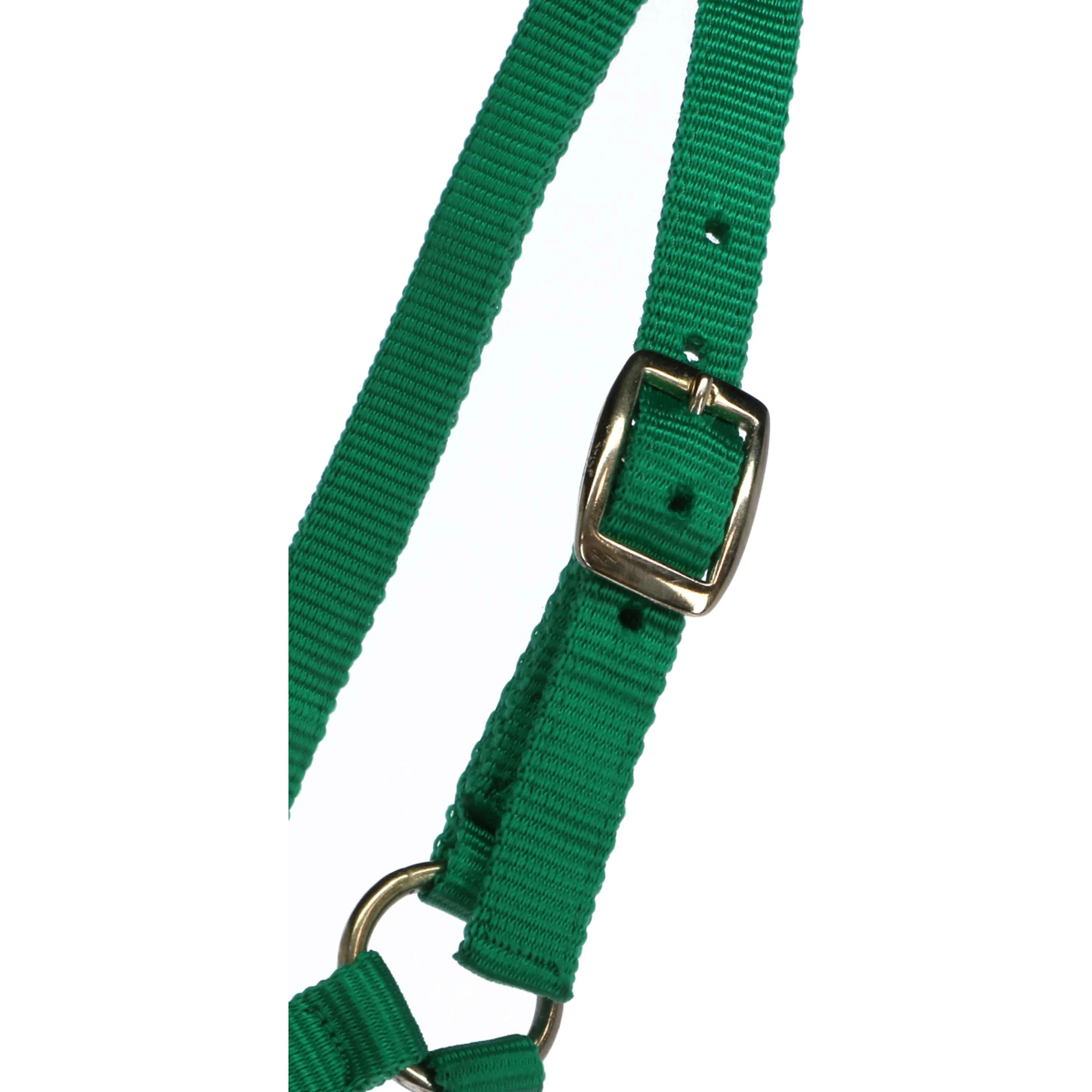 Norton Licol pour Poulain avec Ligne Vert clair - Image 2