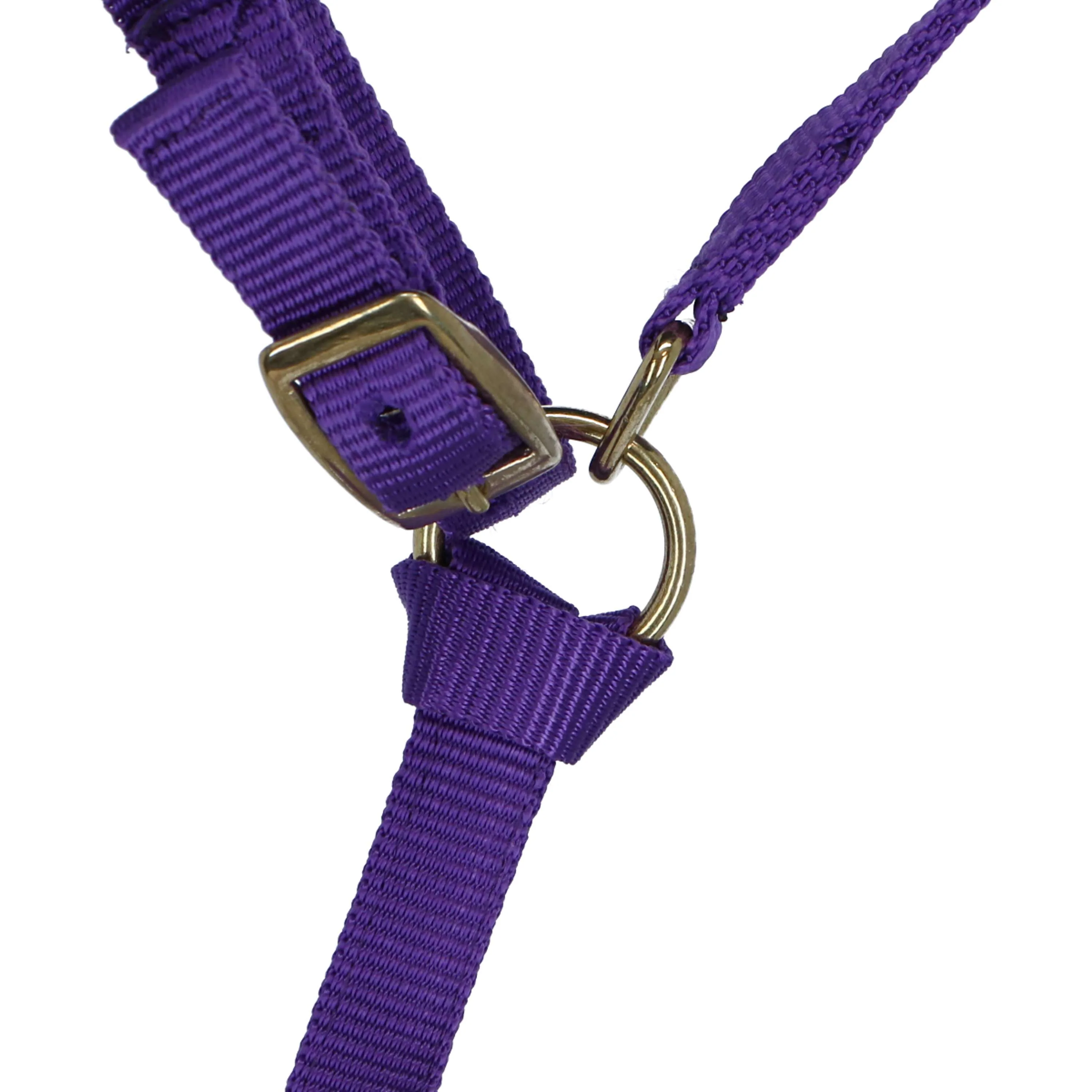 Norton Licol pour Poulain avec Ligne Violet - Image 3