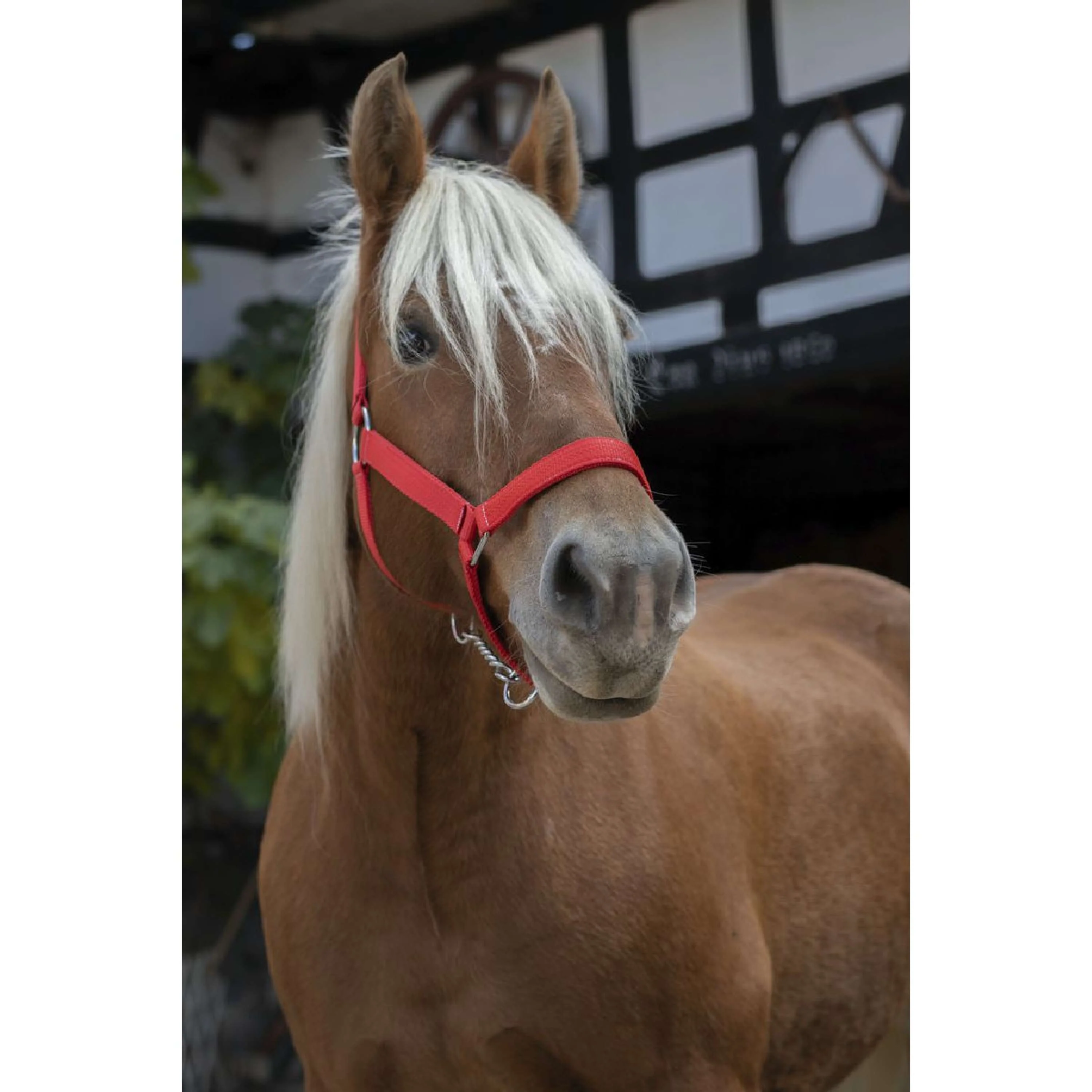 Norton Licol Pro Rouge - Image 2