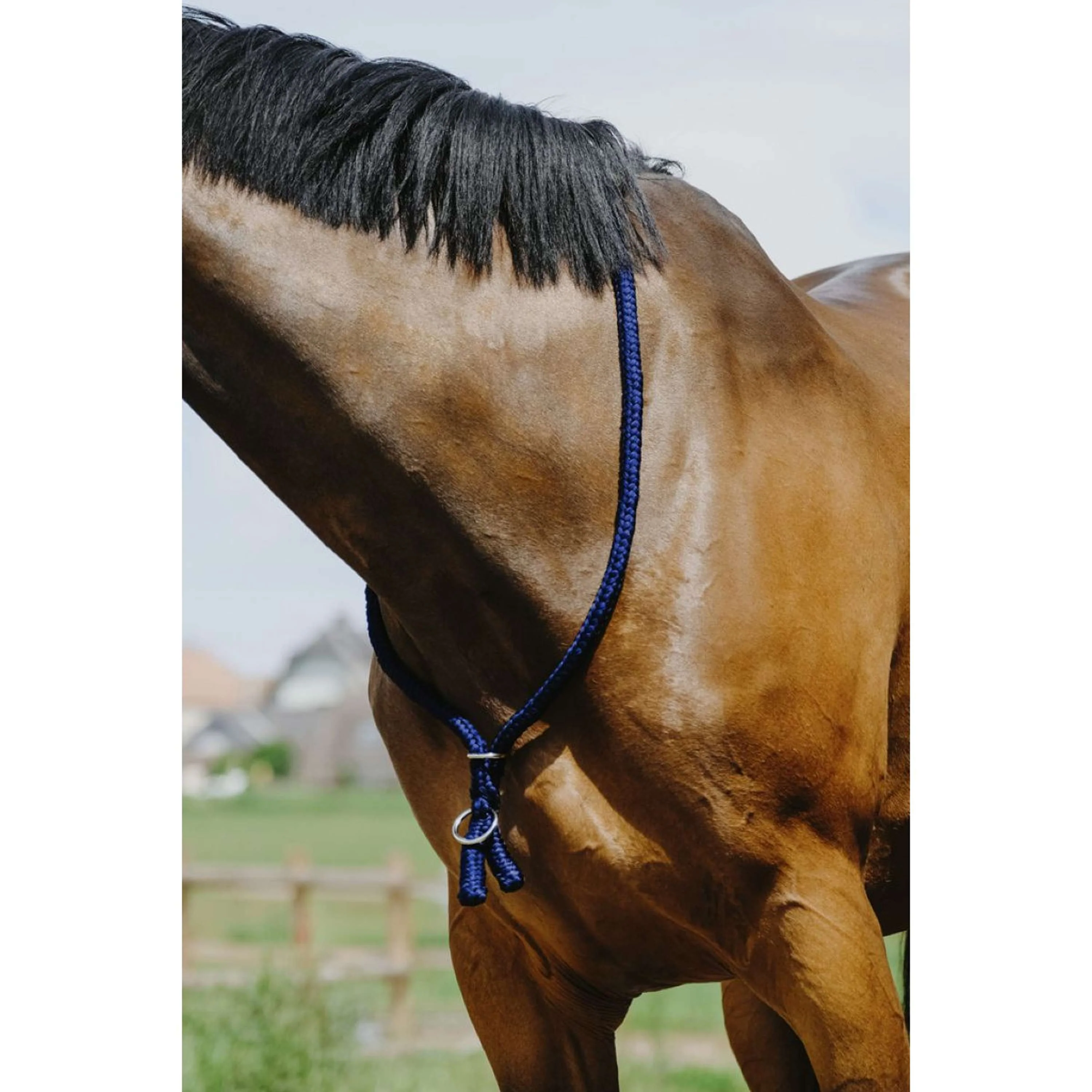 Norton Neckrope Bleu Royal - Image 2