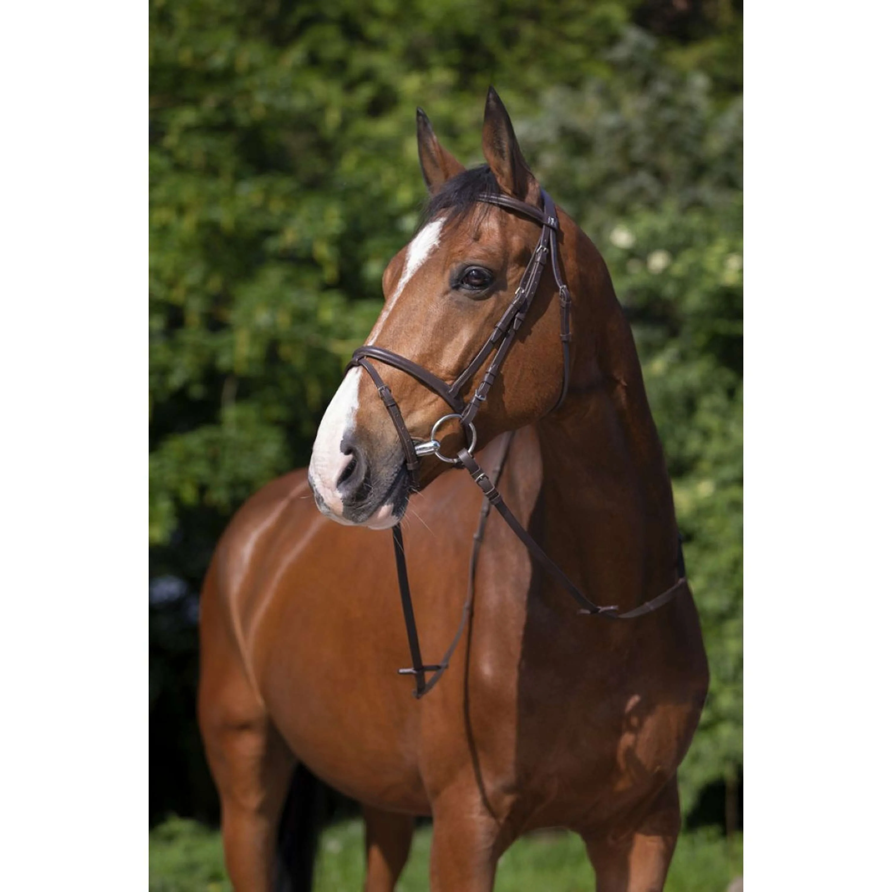 Riding World Bride avec Muserolle Combinée Havane - Image 2