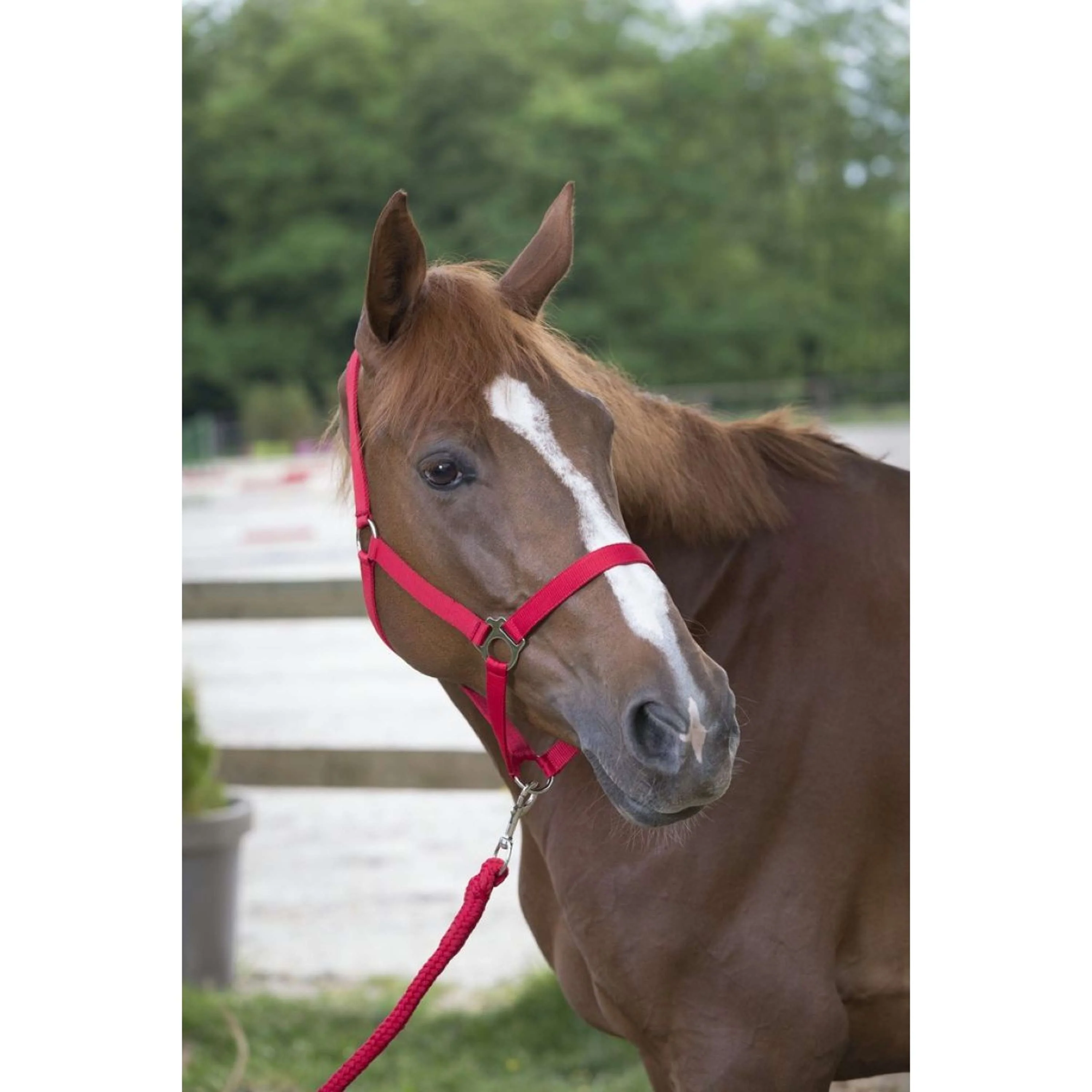 Riding World Ensemble Licol Club avec Corde Rouge - Image 2