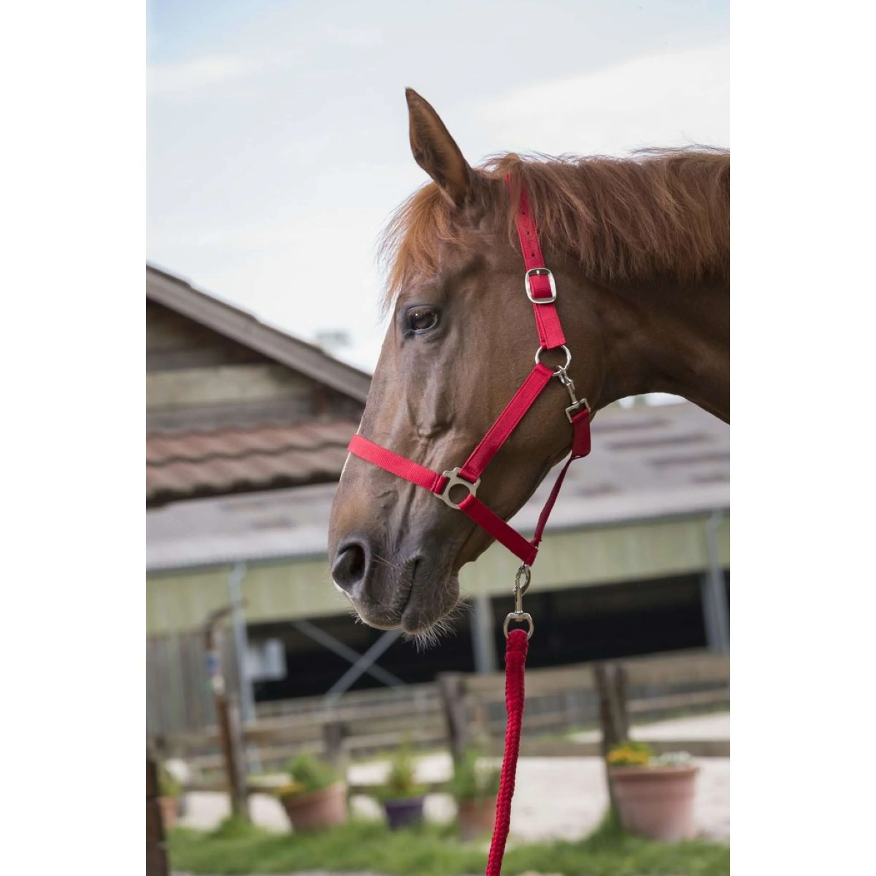 Riding World Ensemble Licol Club avec Corde Rouge - Image 3