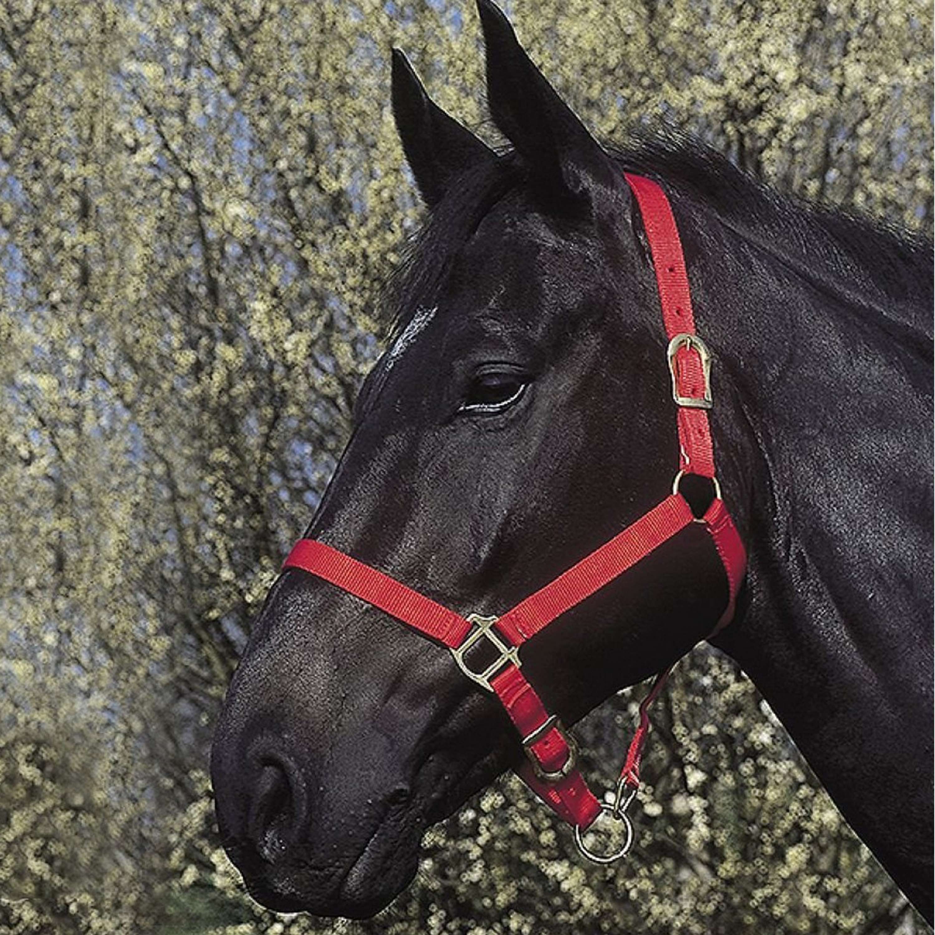 Riding World Licol Rouge - Image 2