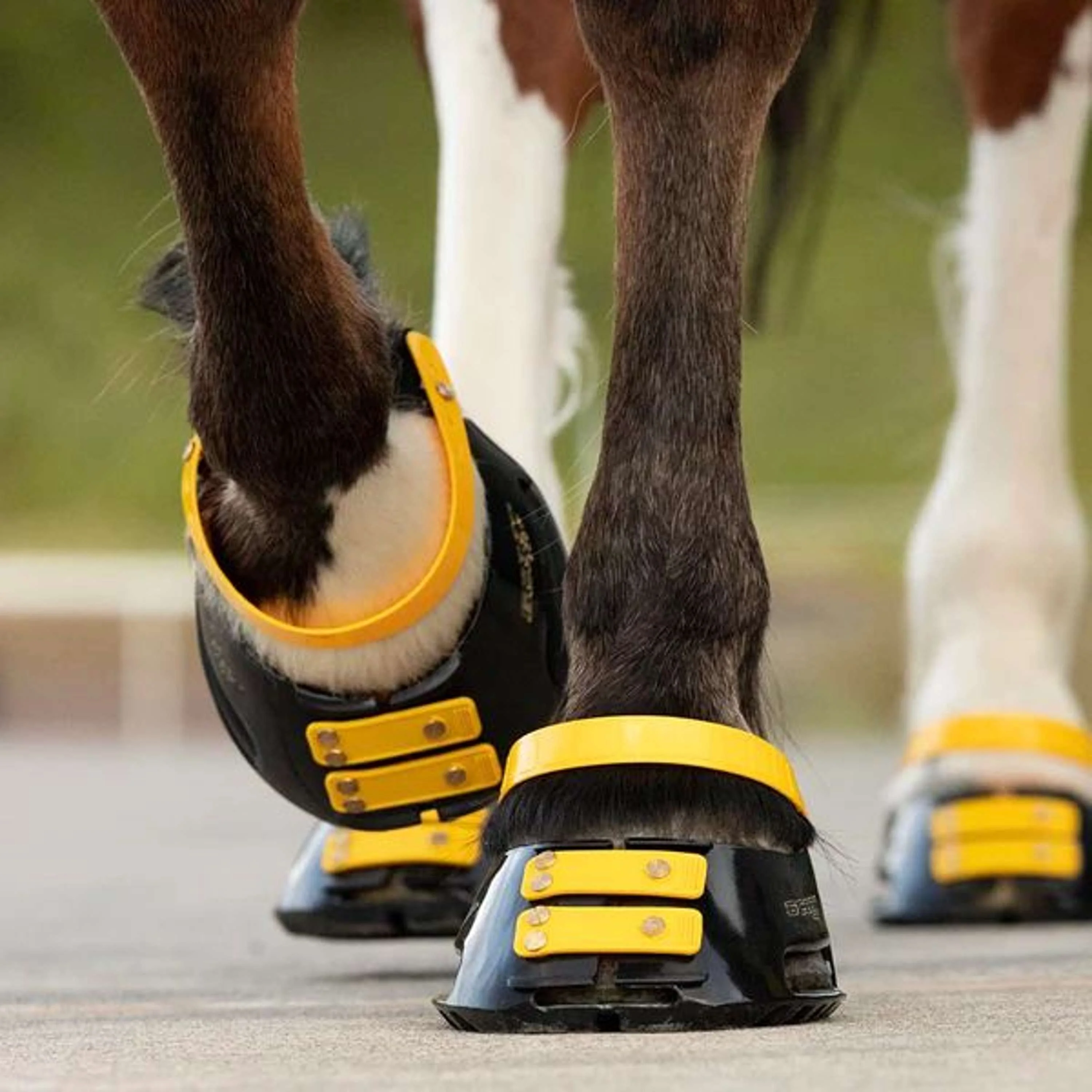 Scoot Boot Pastern Strap Marigold - Image 2