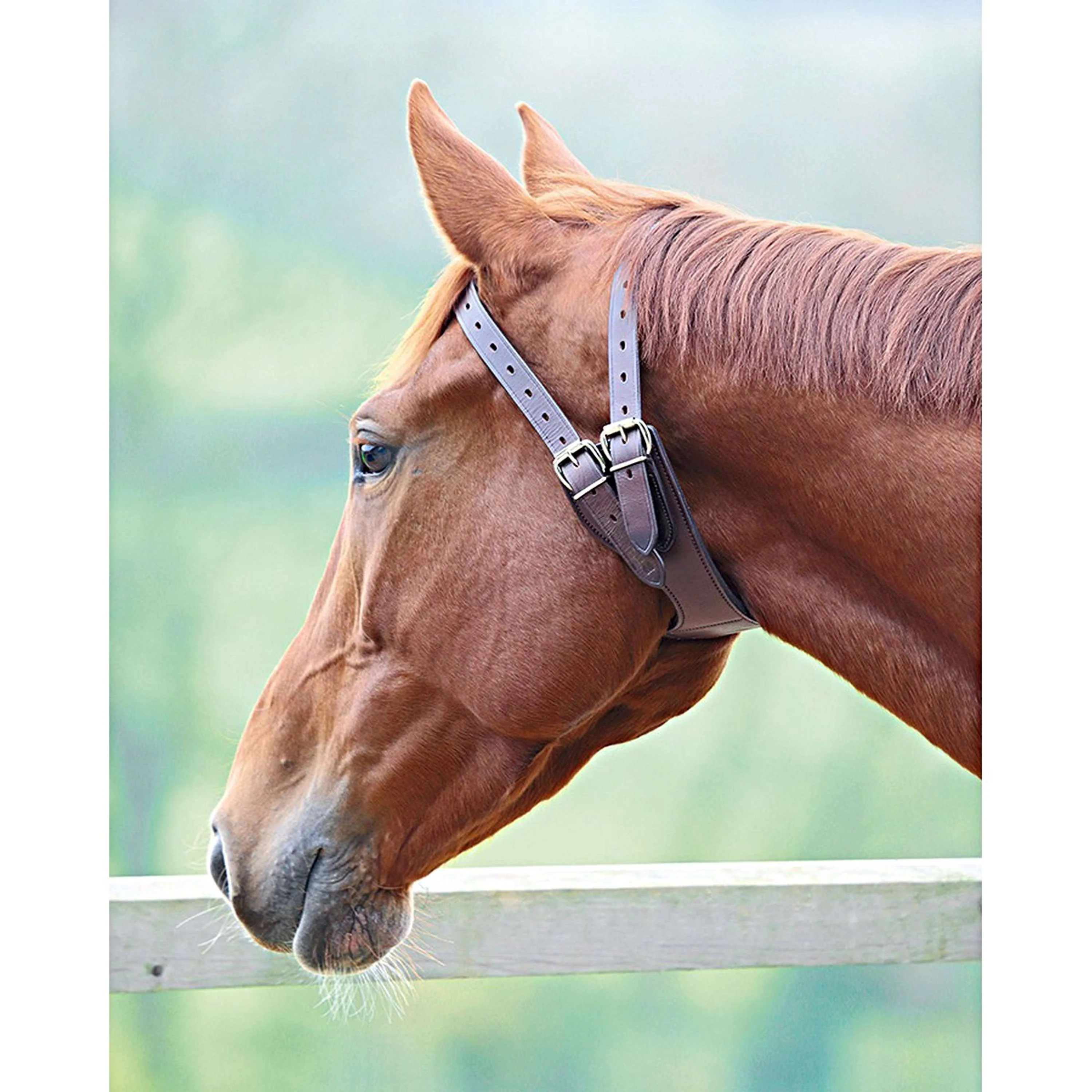 Shires Collier Anti Morsure Australian Nut - Image 3