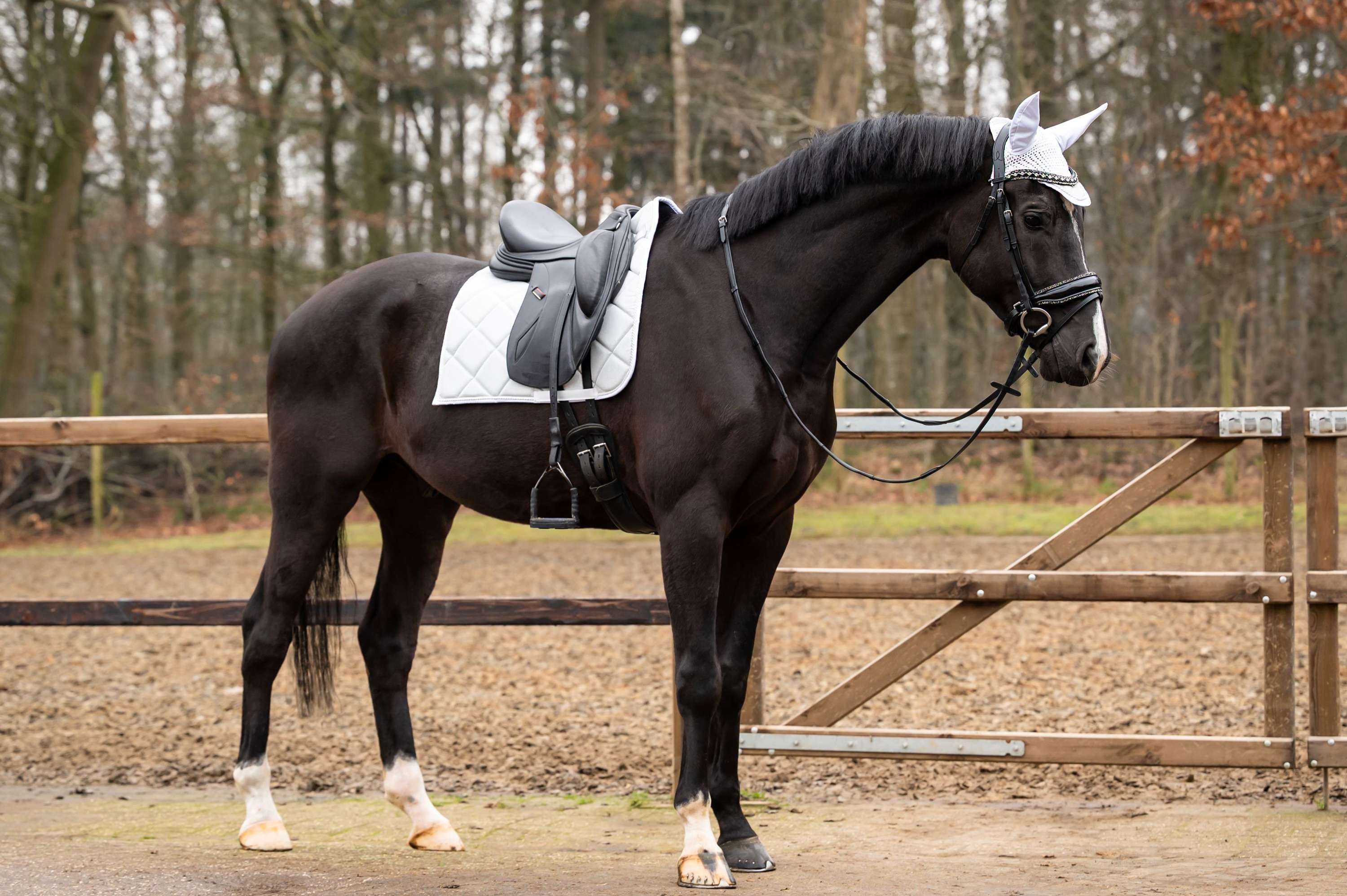 Showtime Tapis de Selle Spring Dressage Argent - Image 2