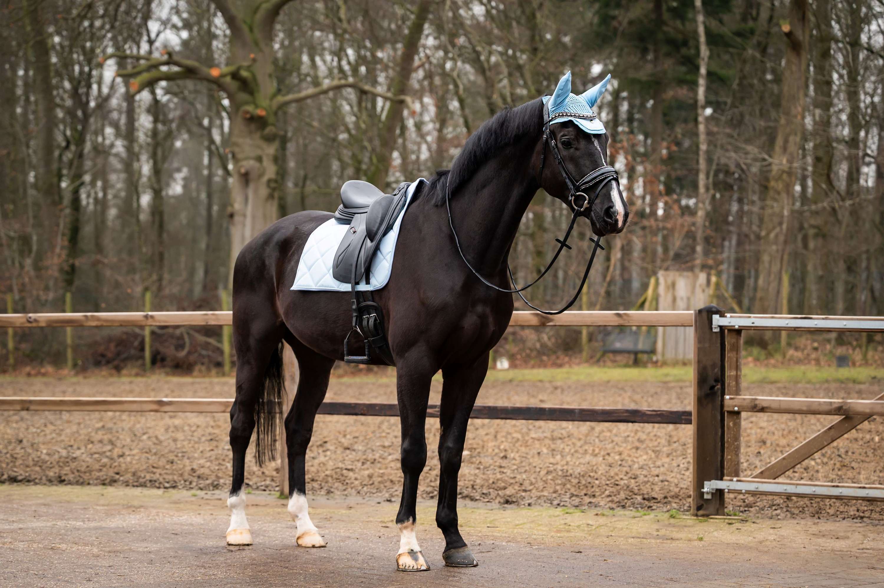 Showtime Tapis de Selle Spring Dressage Bleu clair - Image 2