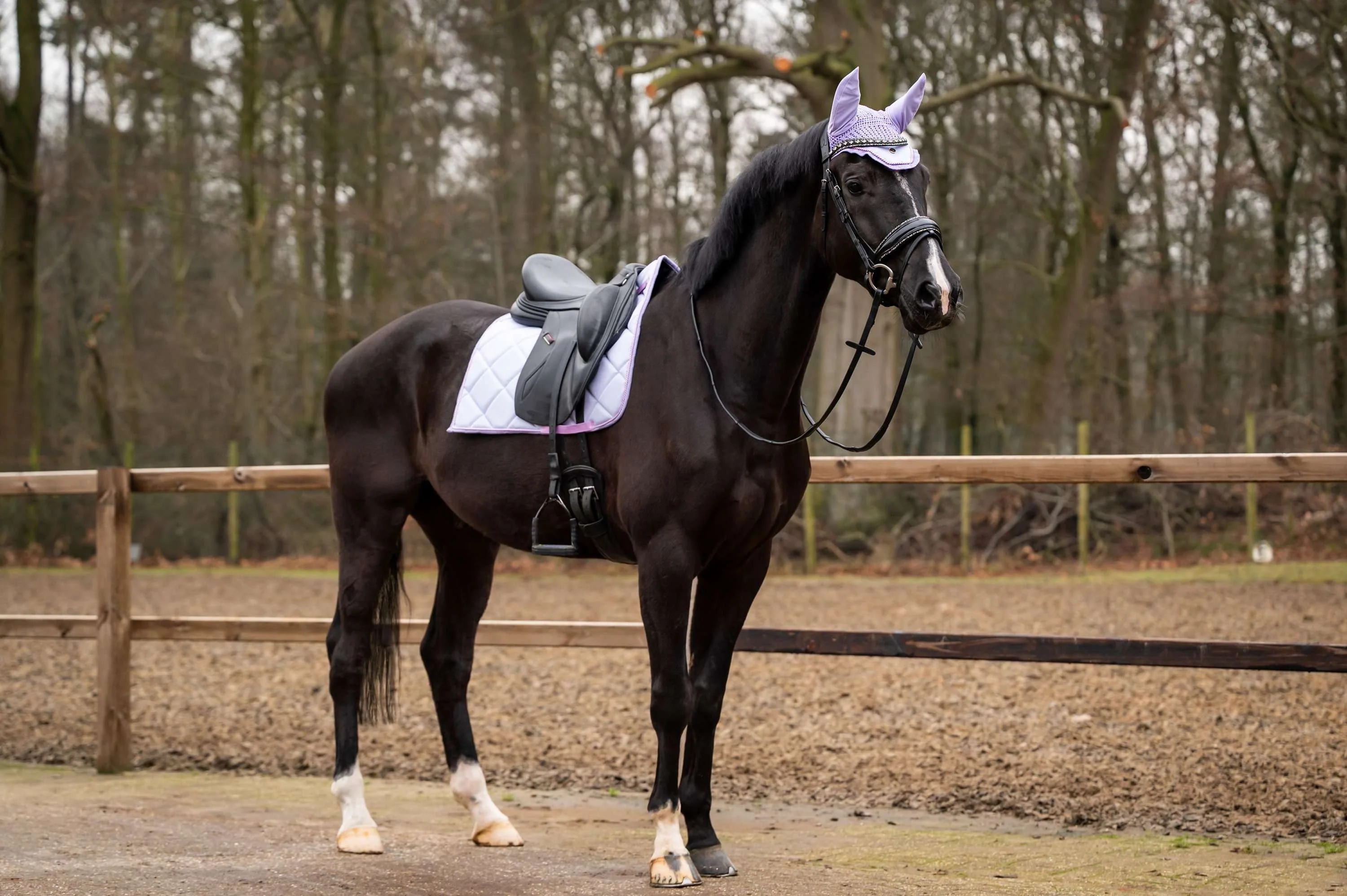 Showtime Tapis de Selle Spring Dressage Lilas - Image 2