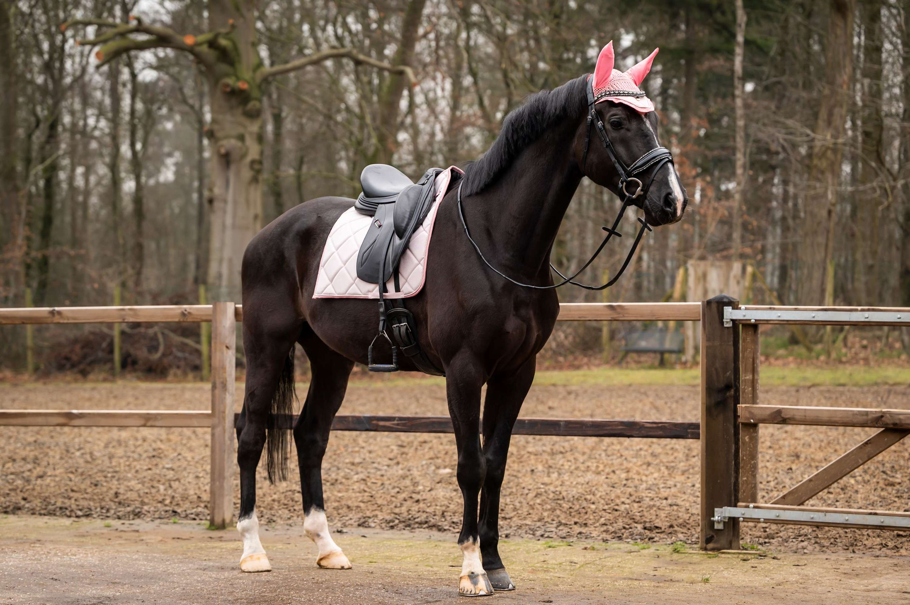 Showtime Tapis de Selle Spring Dressage Rose - Image 2