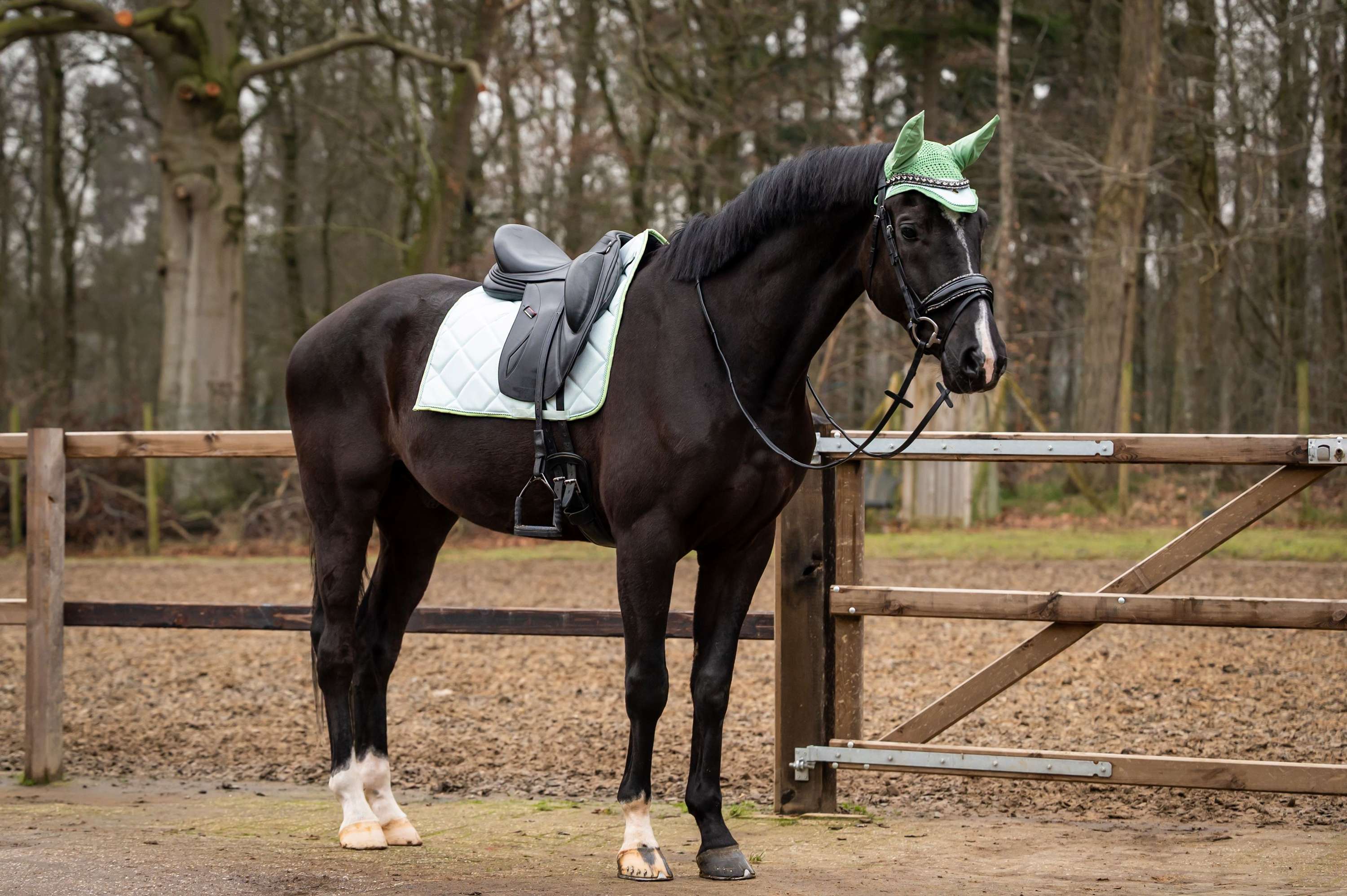 Showtime Tapis de Selle Spring Dressage Vert menthe - Image 2