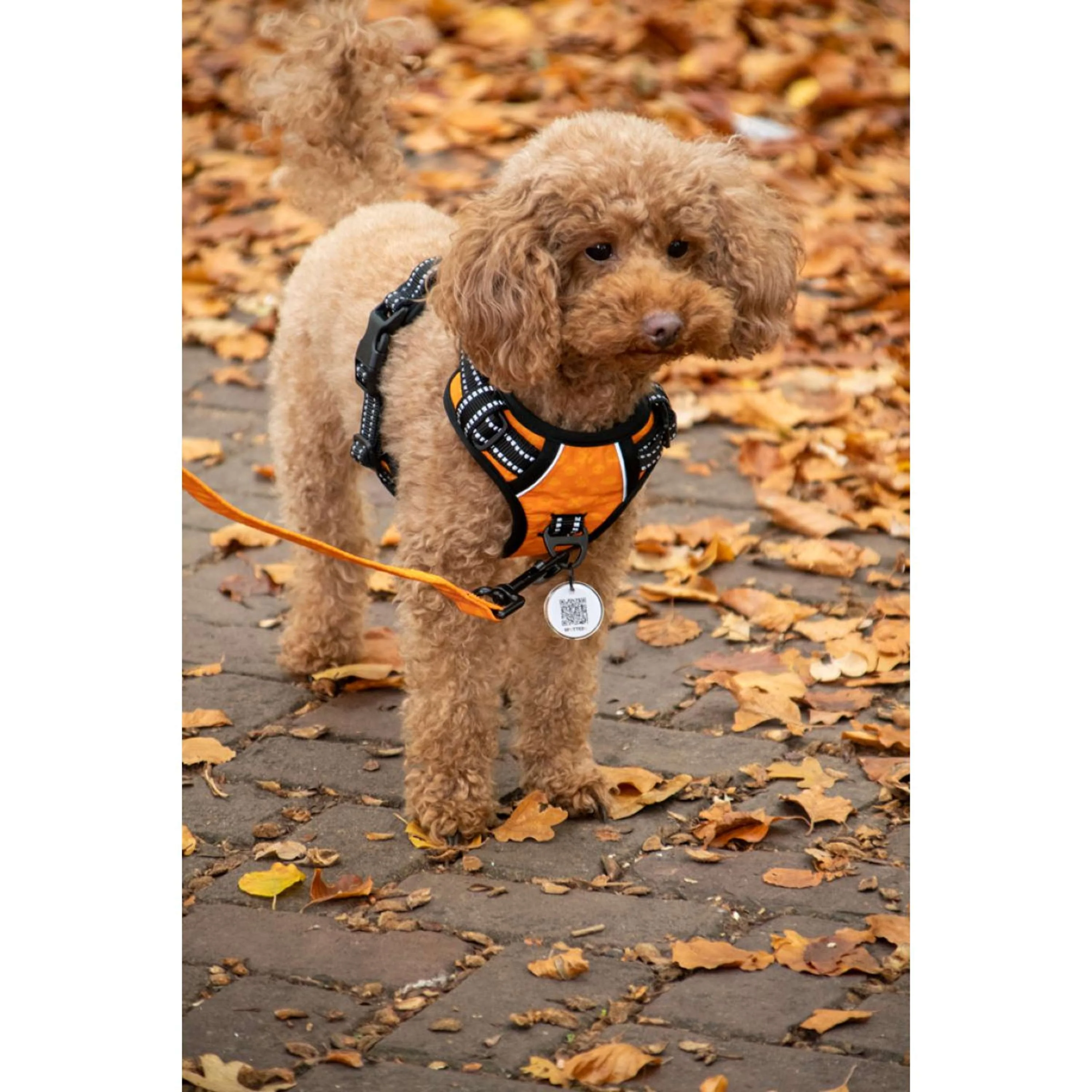 Spotted Pro! Harnais pour Chien Anthracite - Image 2