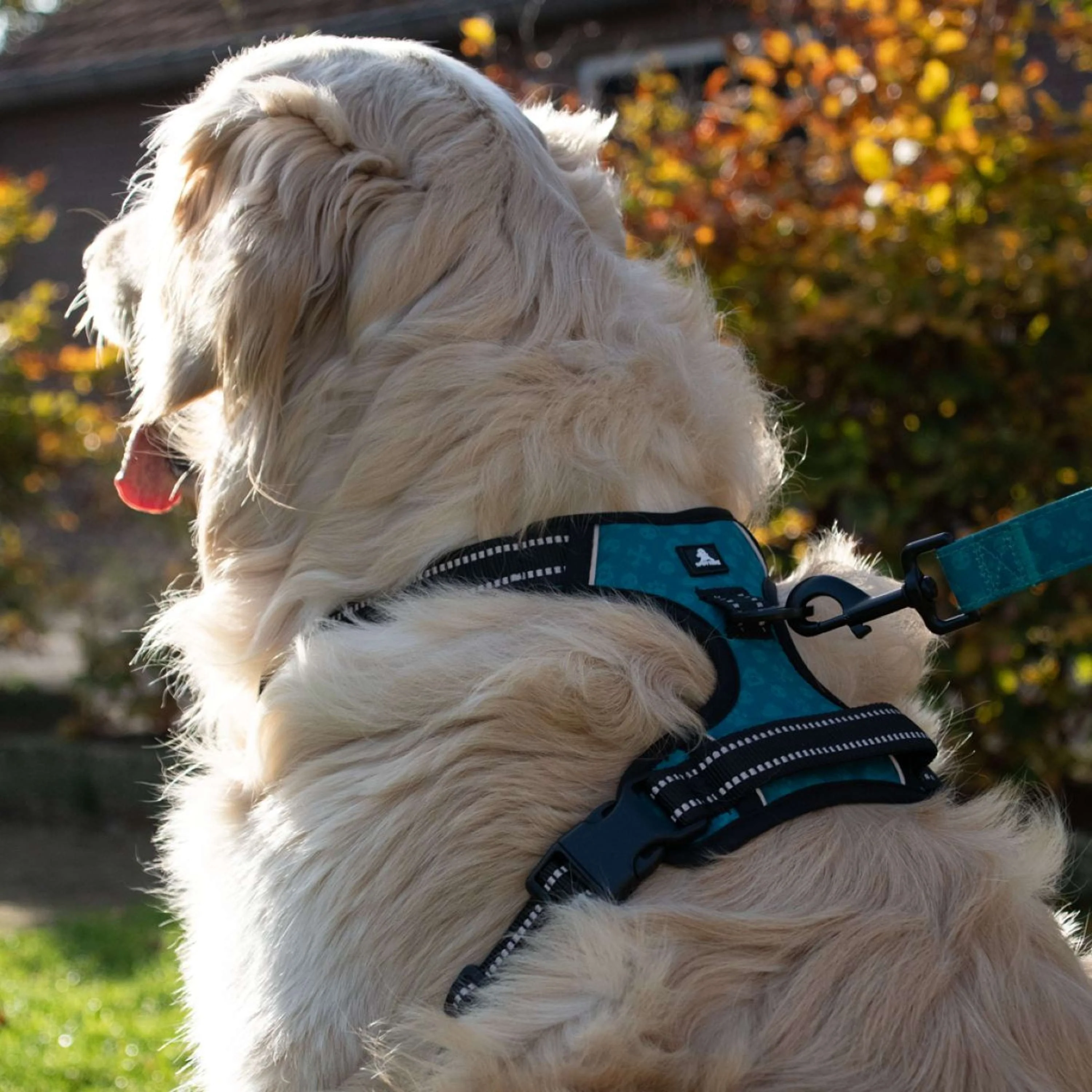 Spotted Pro! Harnais pour Chien Anthracite - Image 4