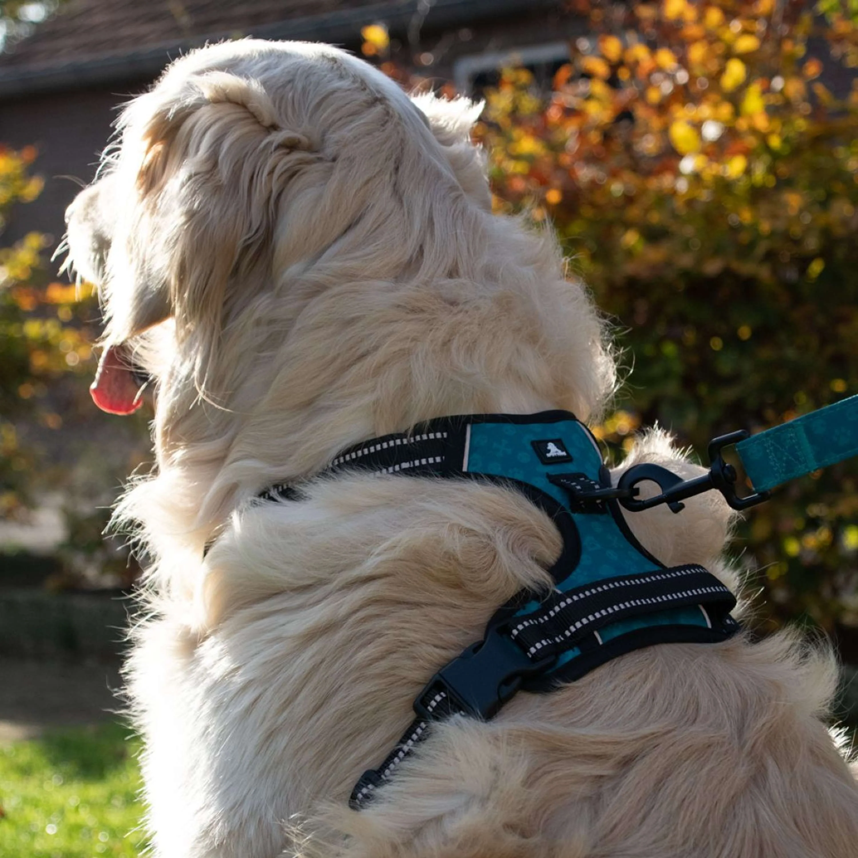 Spotted Pro! Harnais pour Chien Vert - Image 4