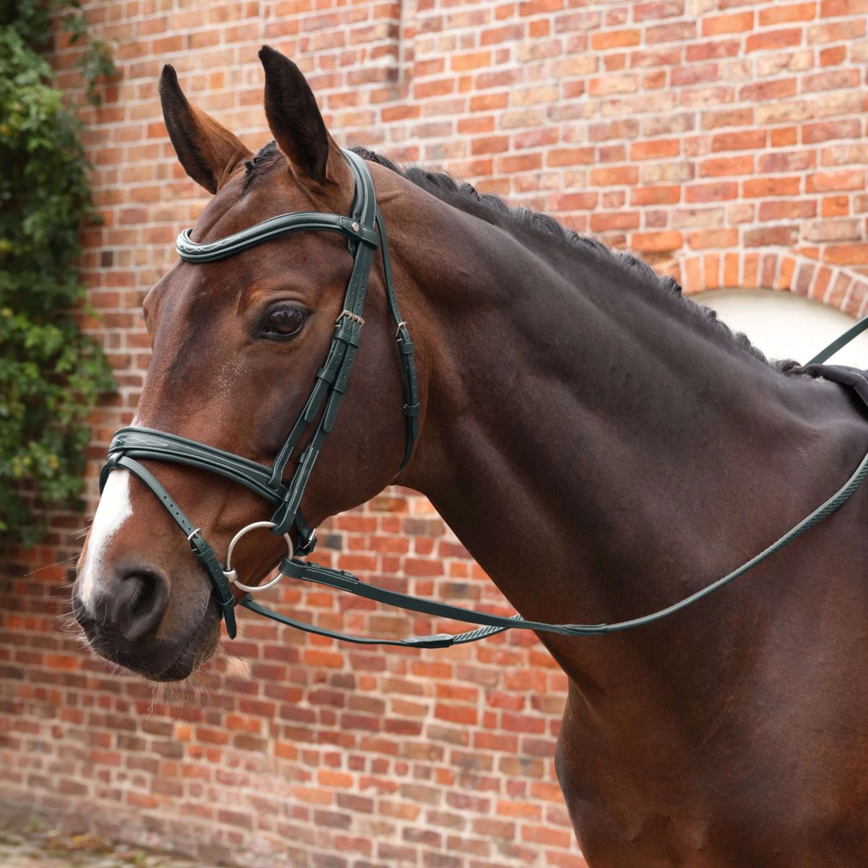 Velociti by Shires Rênes Lusso Elite Pro SureGrip Noir - Image 5
