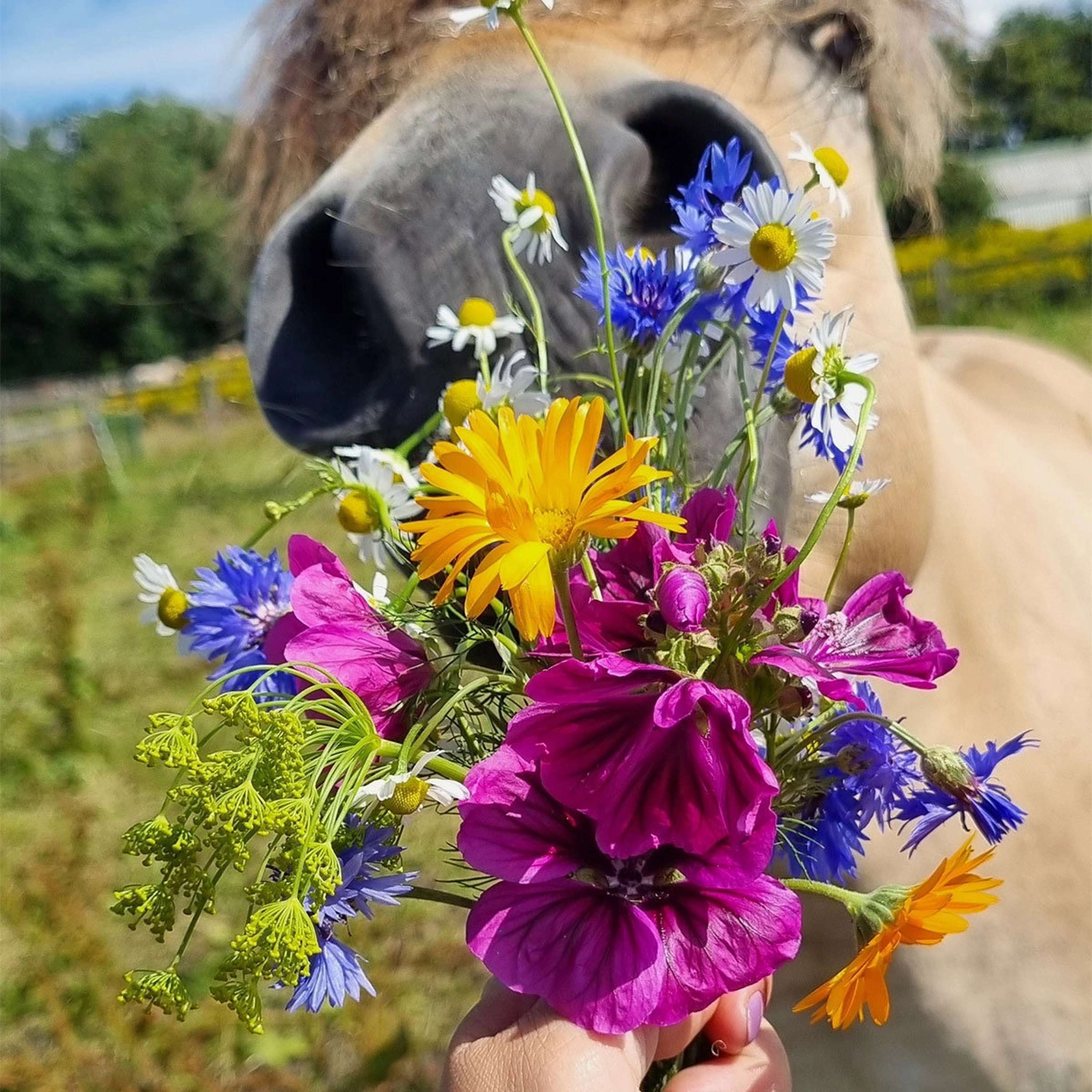 Vitalstyle Fleurs de Pré - Image 2