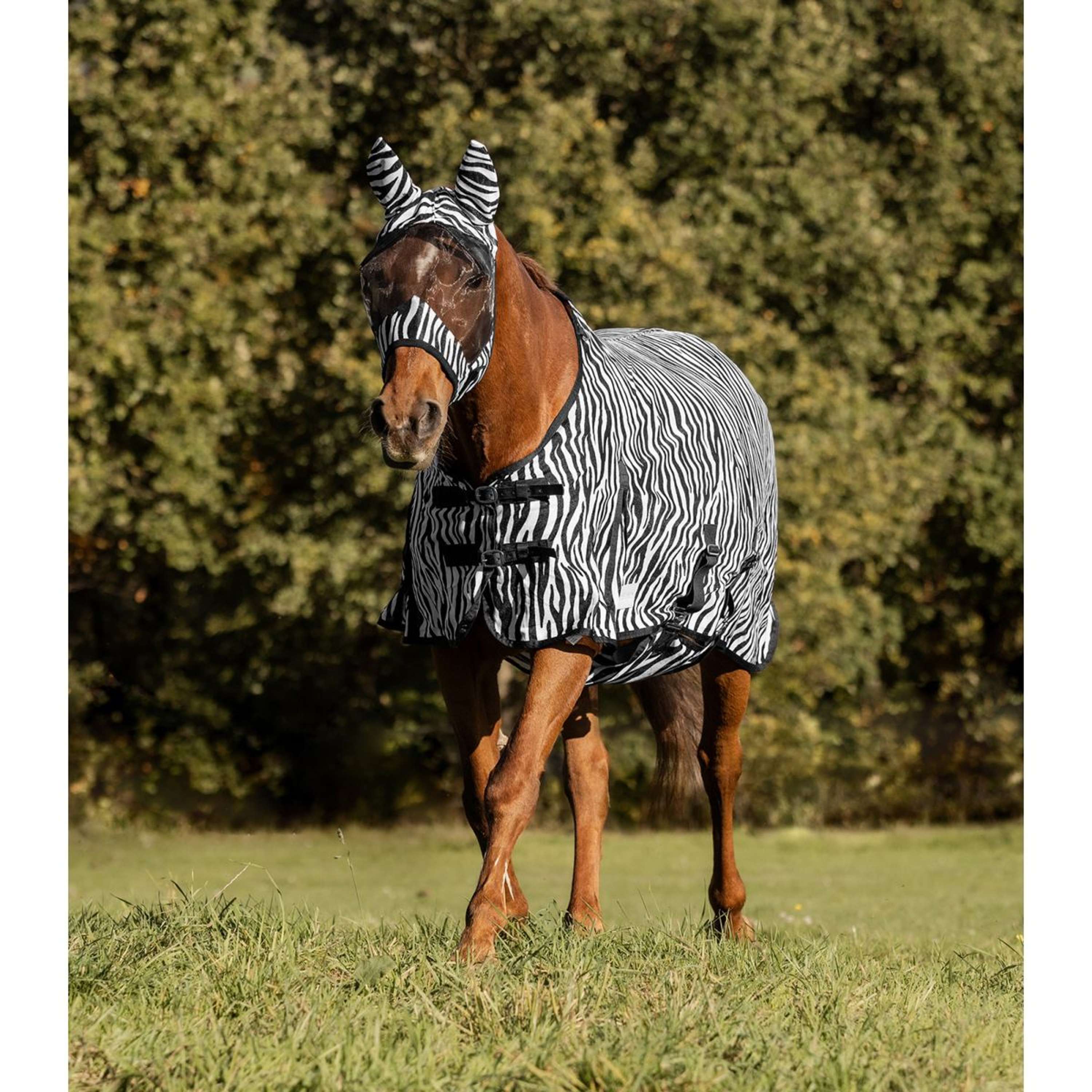 Waldhausen Couverture Anti-Mouches Zebra - Image 2