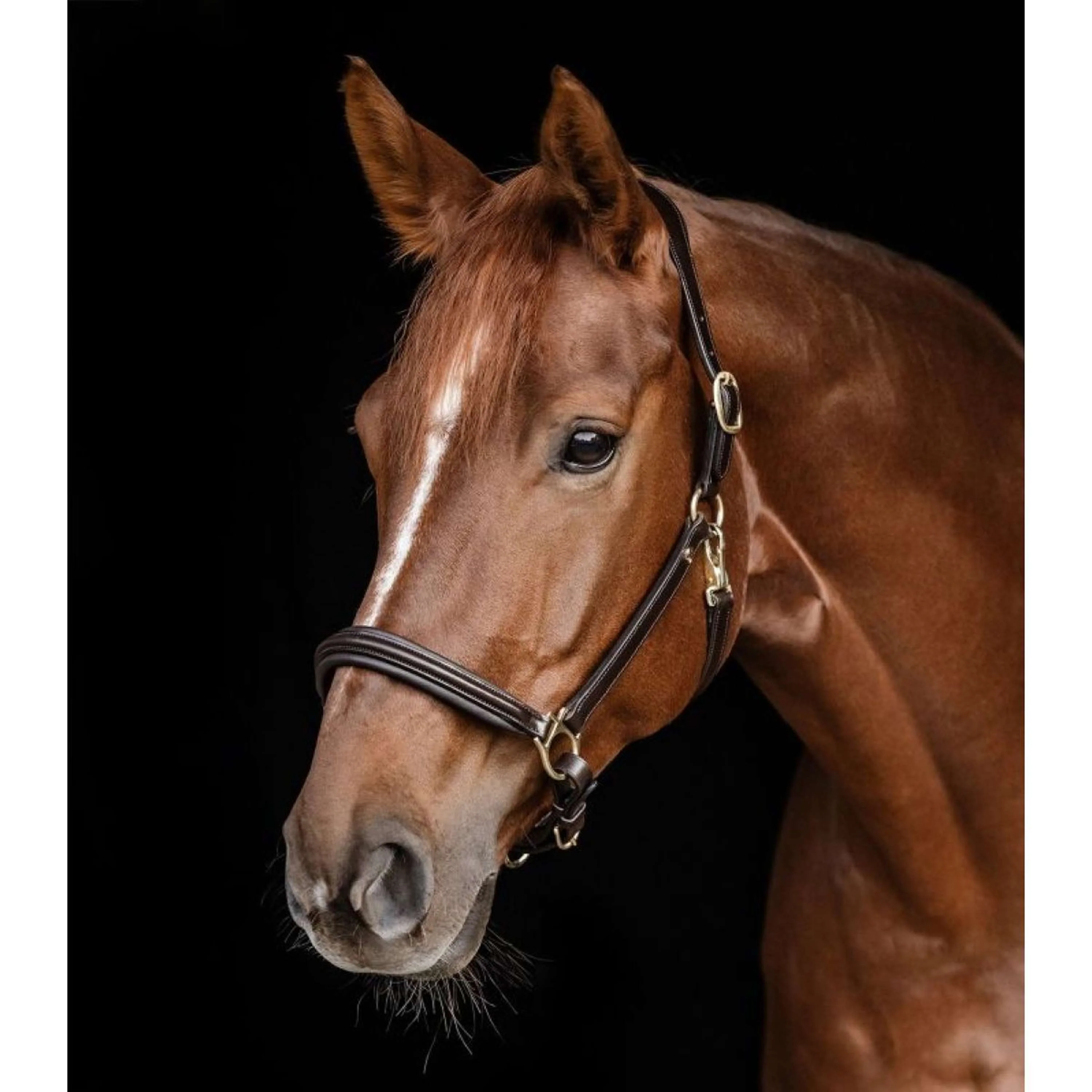 Waldhausen Halster Licol S-Line Classy Marron - Image 2