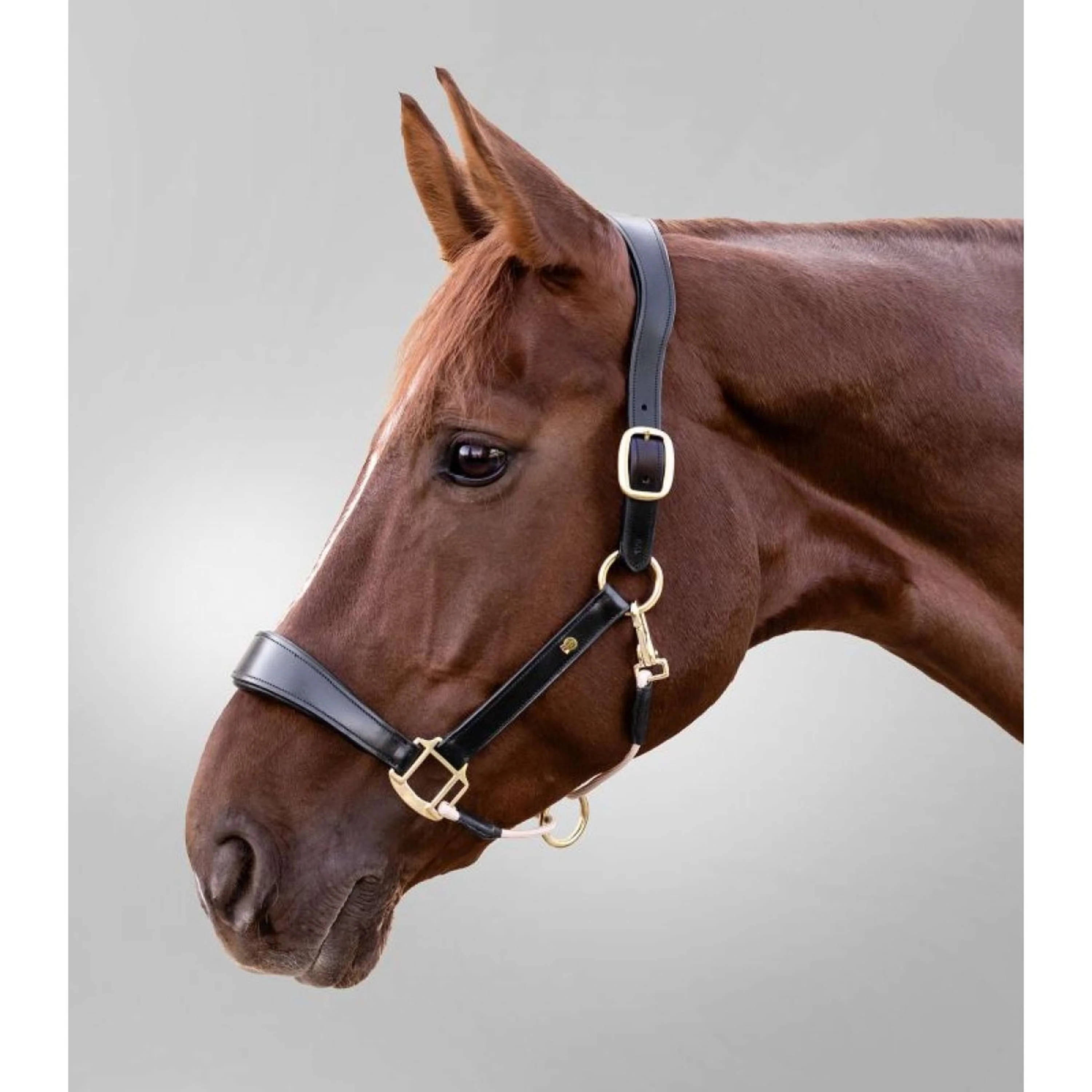 Waldhausen Licol S-Line Leather Noir - Image 2