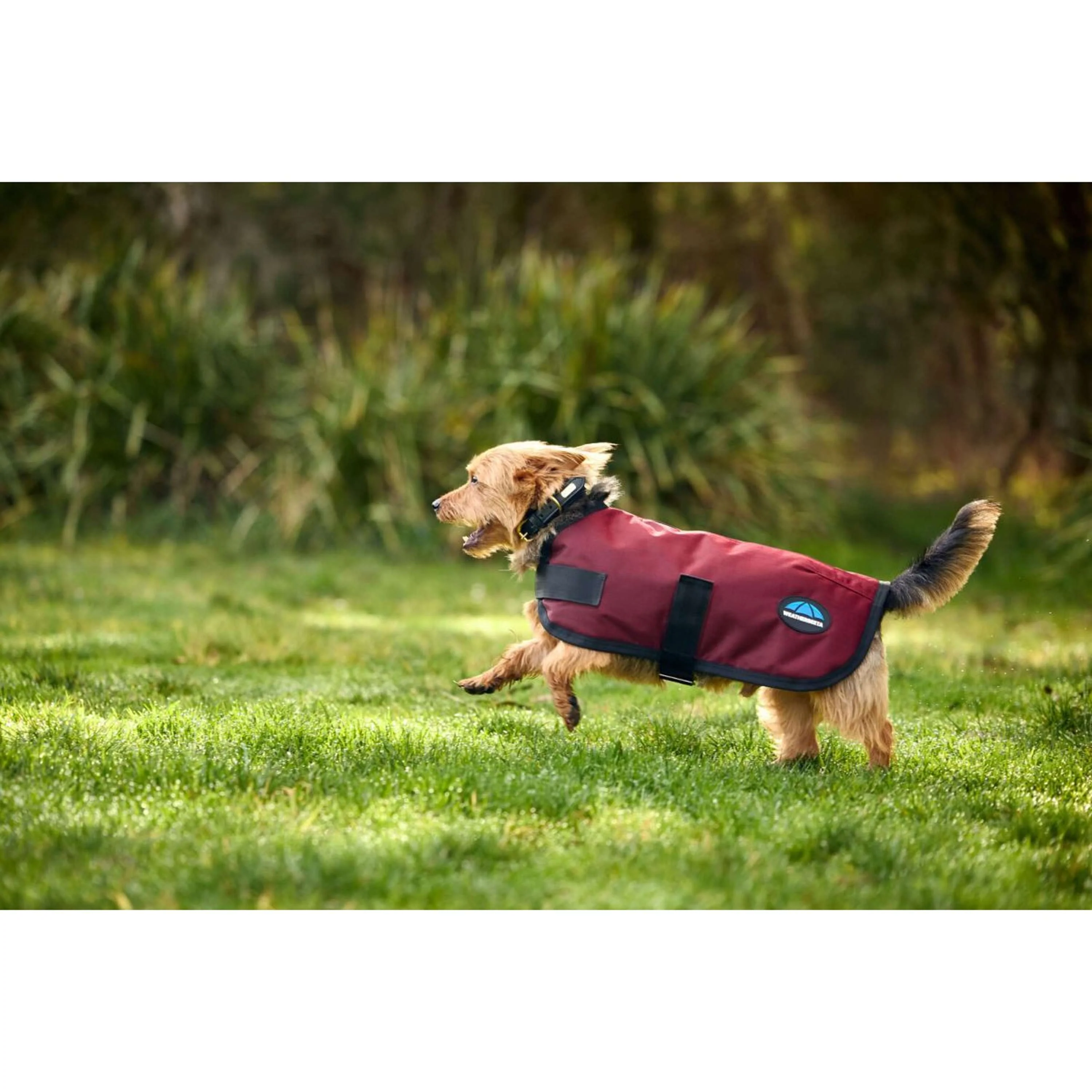 WeatherBeeta Couverture pour Chien ComFiTec Classic Waterproof Bordeaux - Image 2