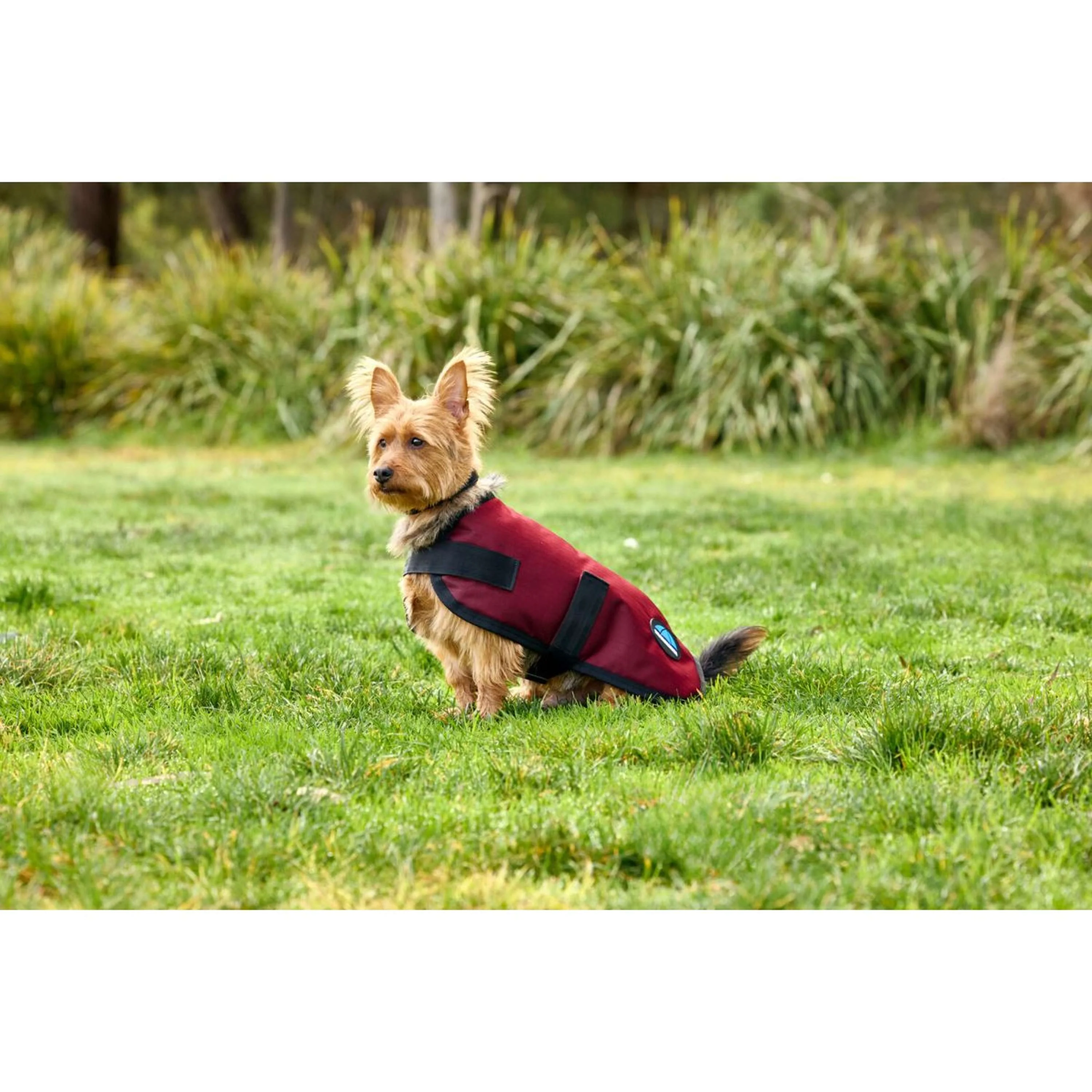 WeatherBeeta Couverture pour Chien ComFiTec Classic Waterproof Bordeaux - Image 3