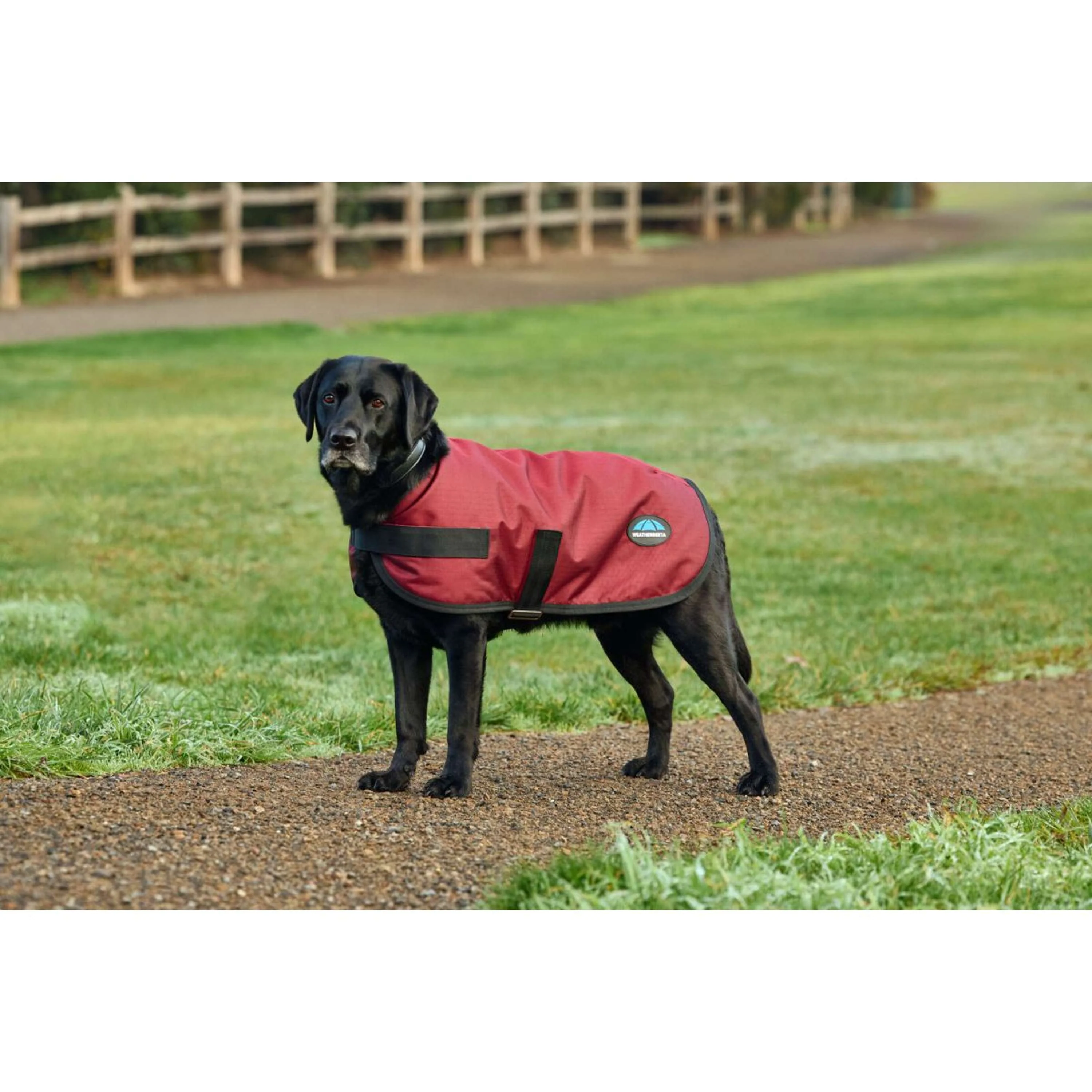 WeatherBeeta Couverture pour Chien ComFiTec Classic Waterproof Bordeaux - Image 5